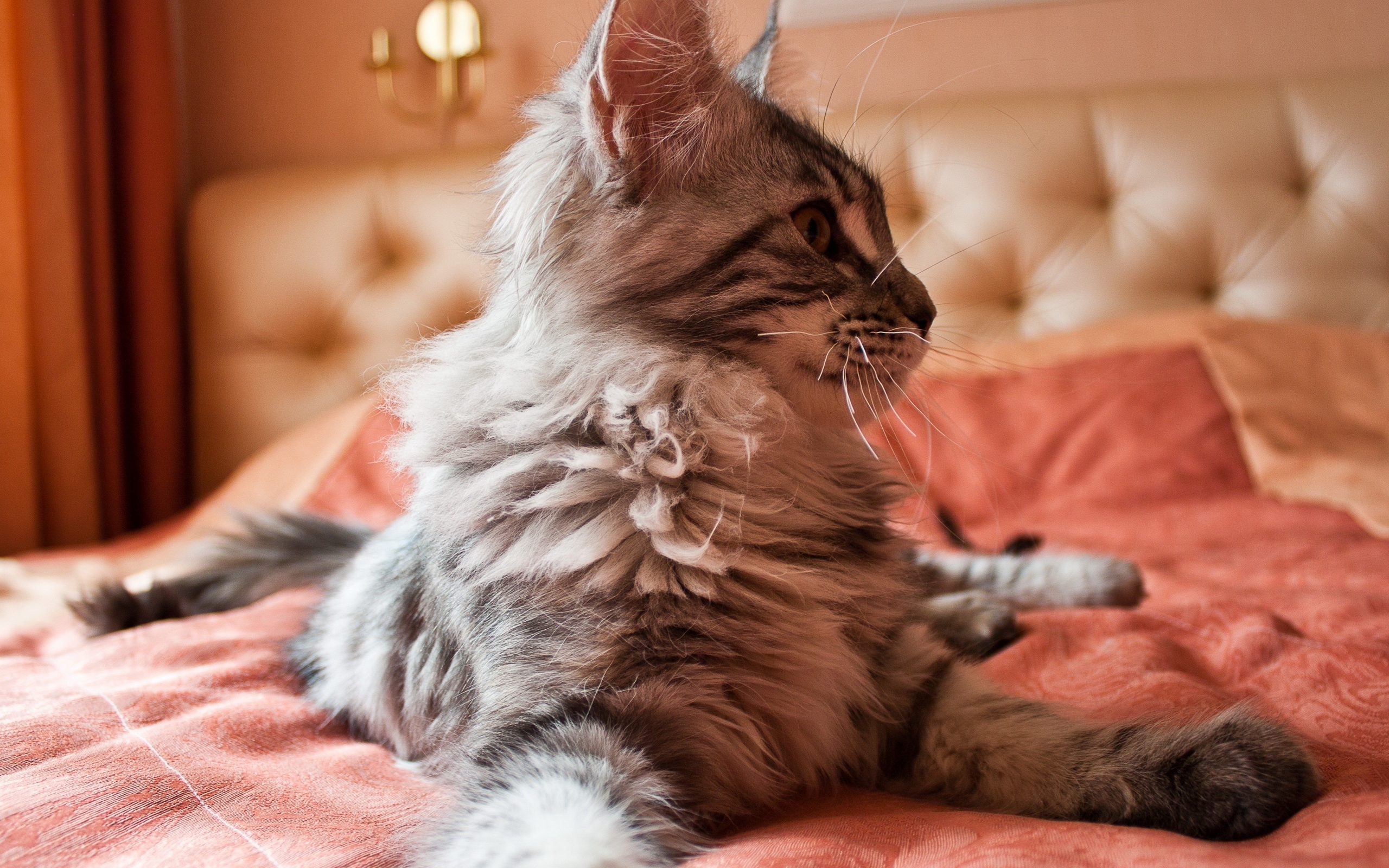 котенок, животни