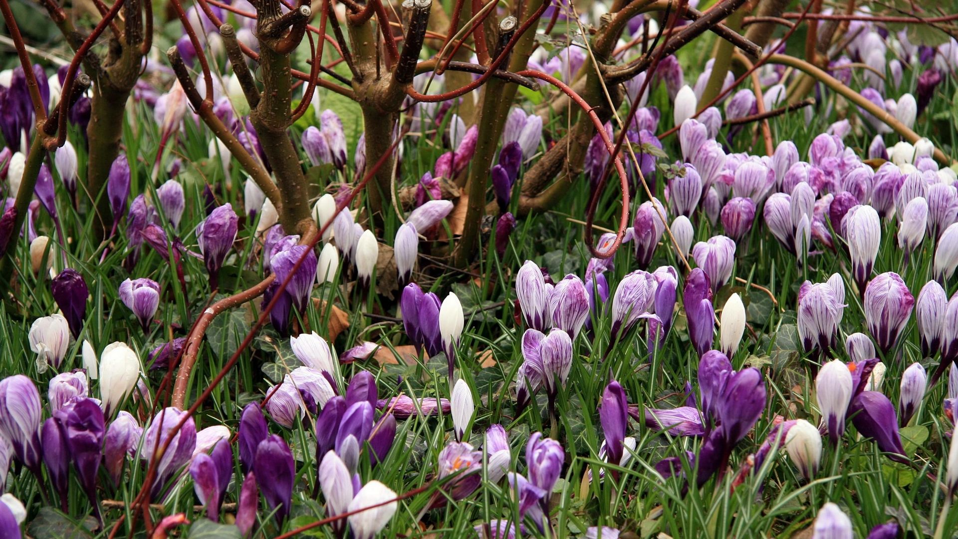 подснежник, весна