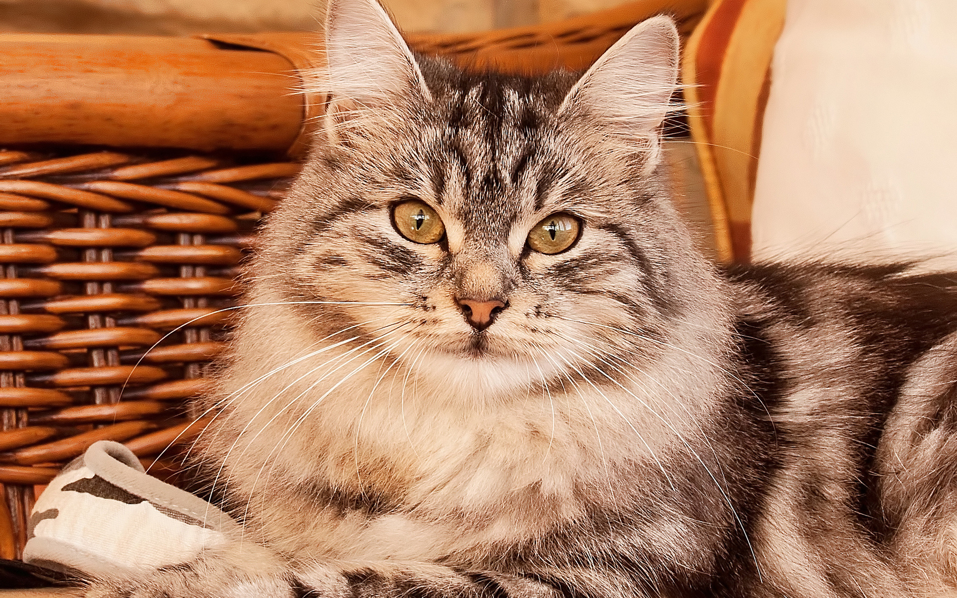 кот, серая, полоску