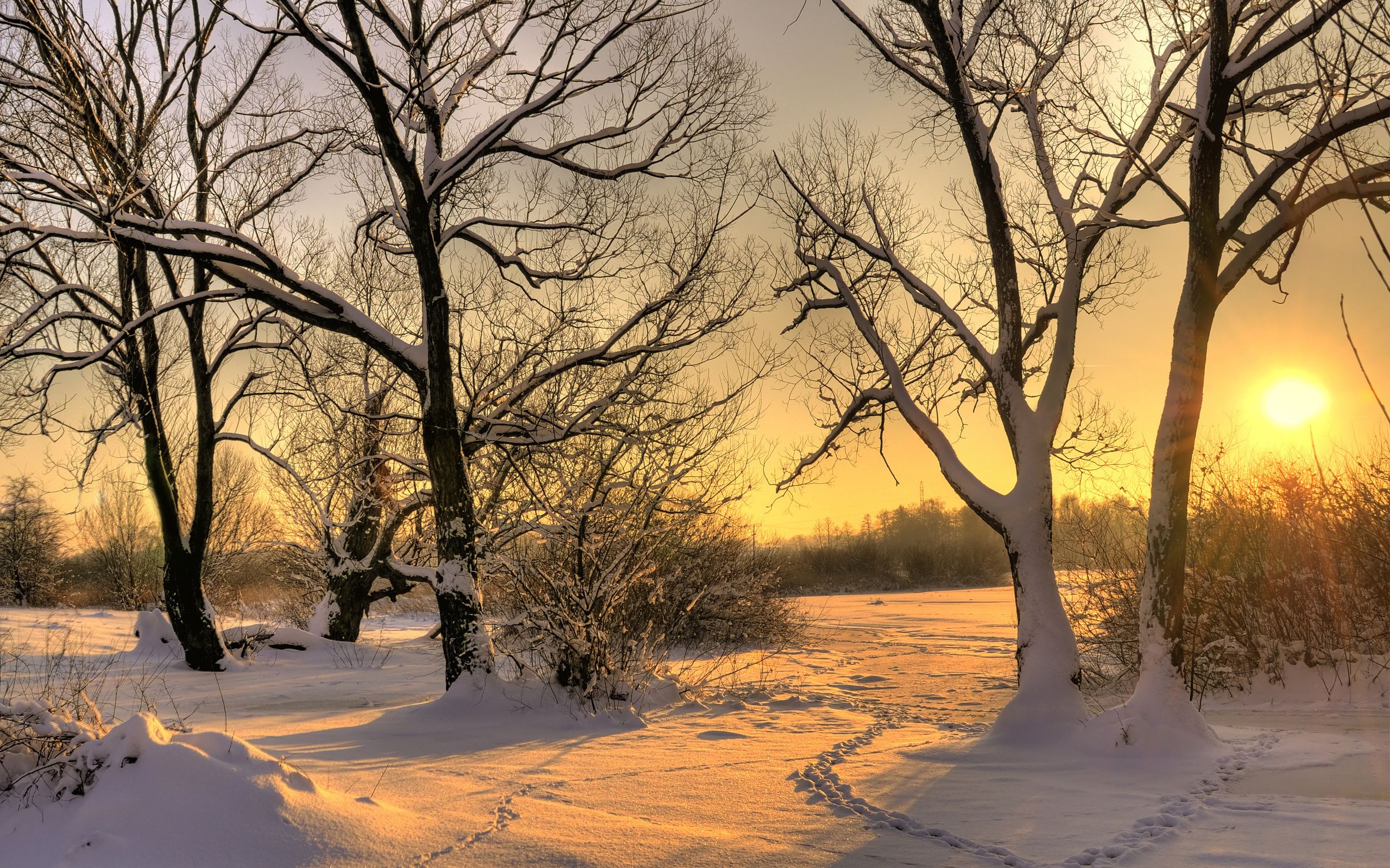 nieve, invierno, del