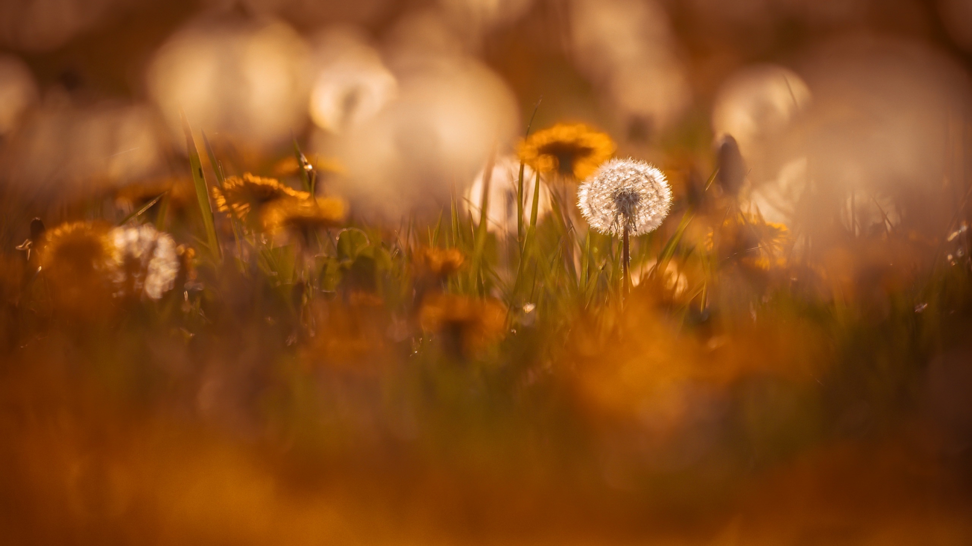 summer, одуванчик, природа