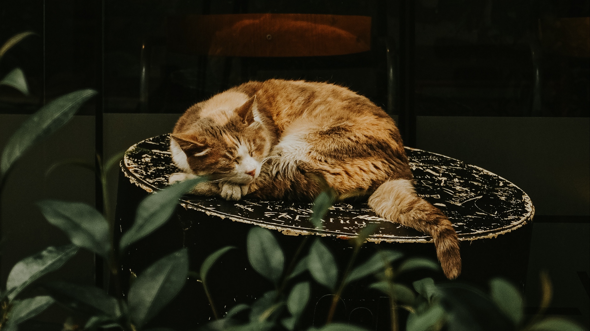 есть кошка, которая лежит на стуле в темноте