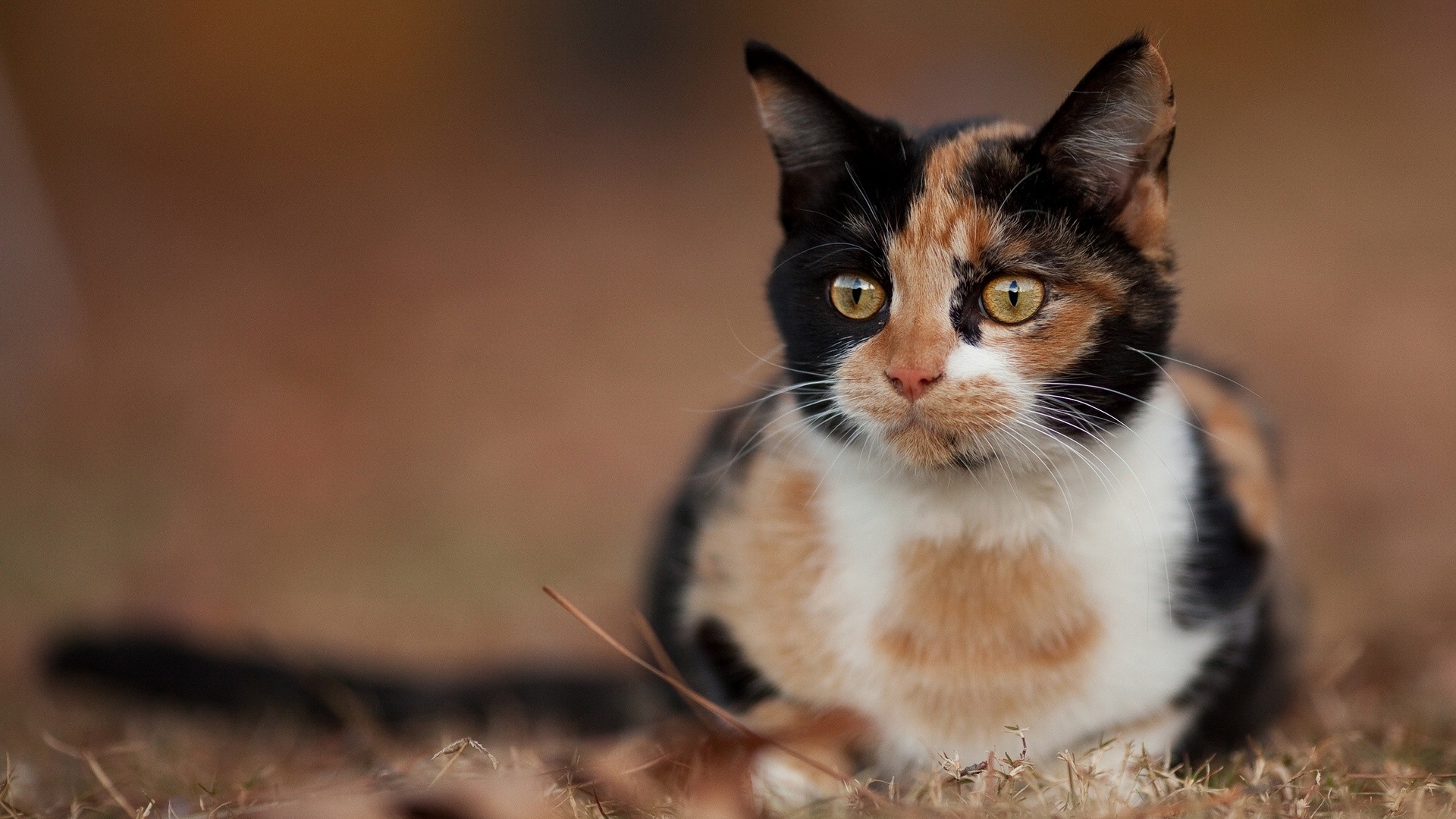 животные, обоях