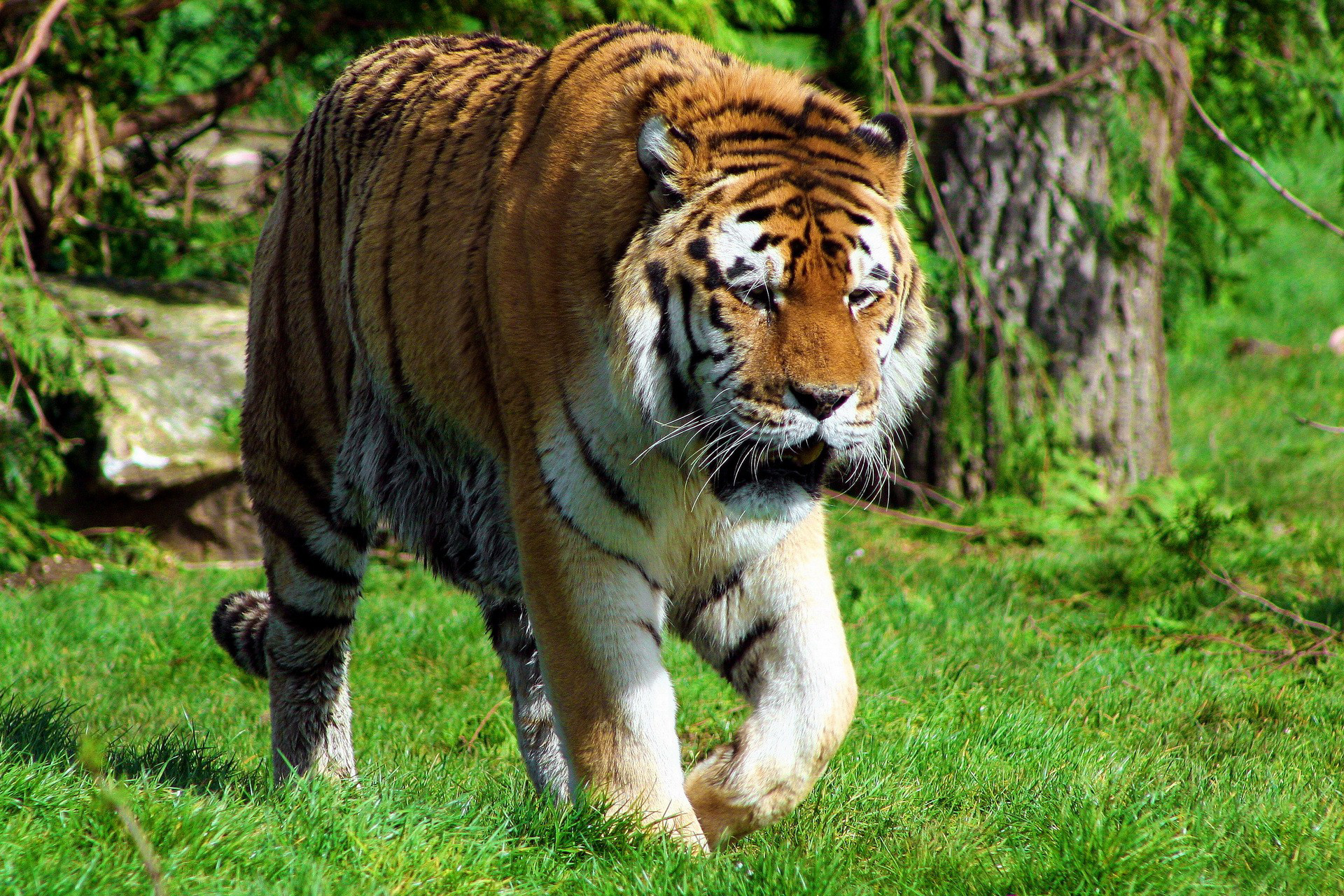 животные, тигры, тигры