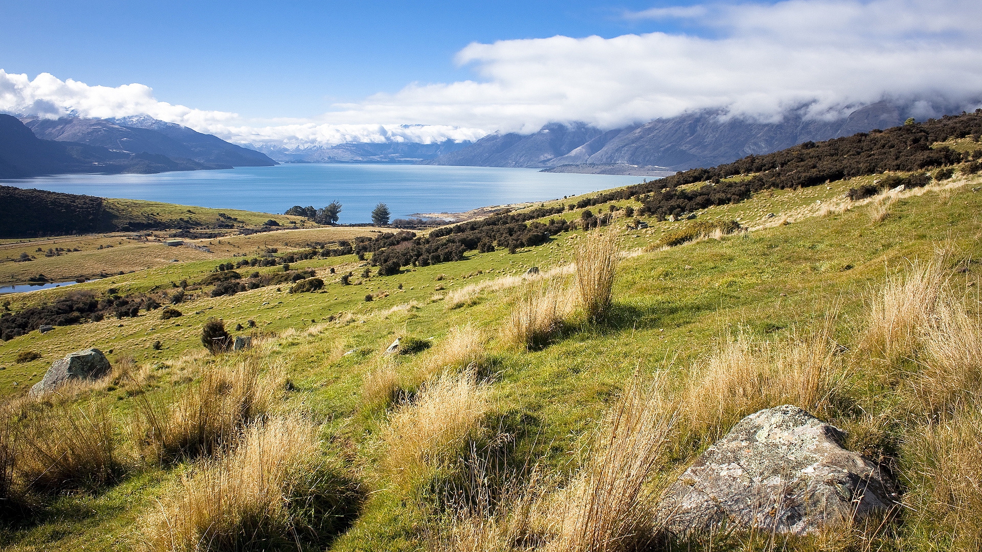 zealand, funart, new