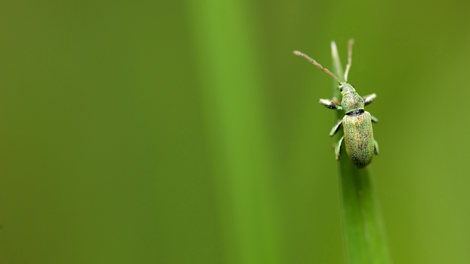 macro, heart, insectos