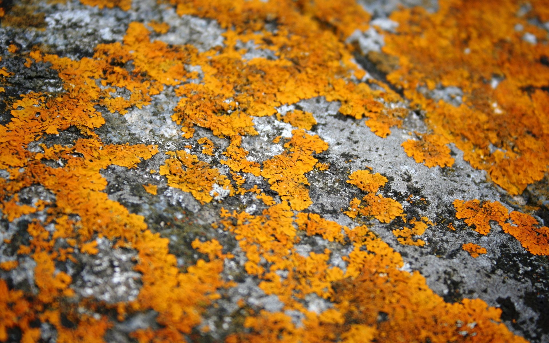 бондаж, панталла, эскриторио Разрешение 1920x1200