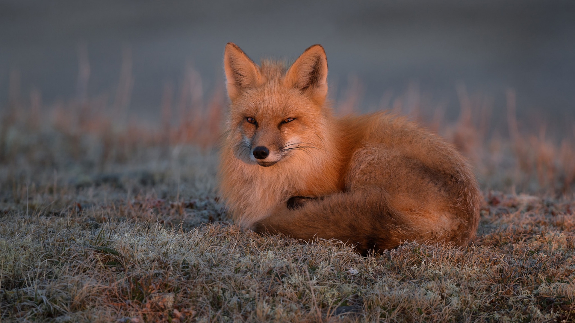 животное, животное, тыс