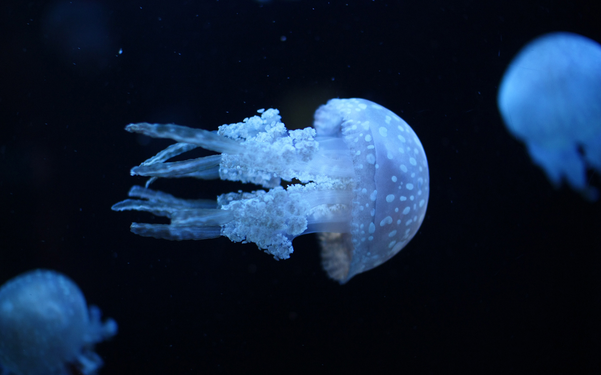 jellyfish, медузы, water