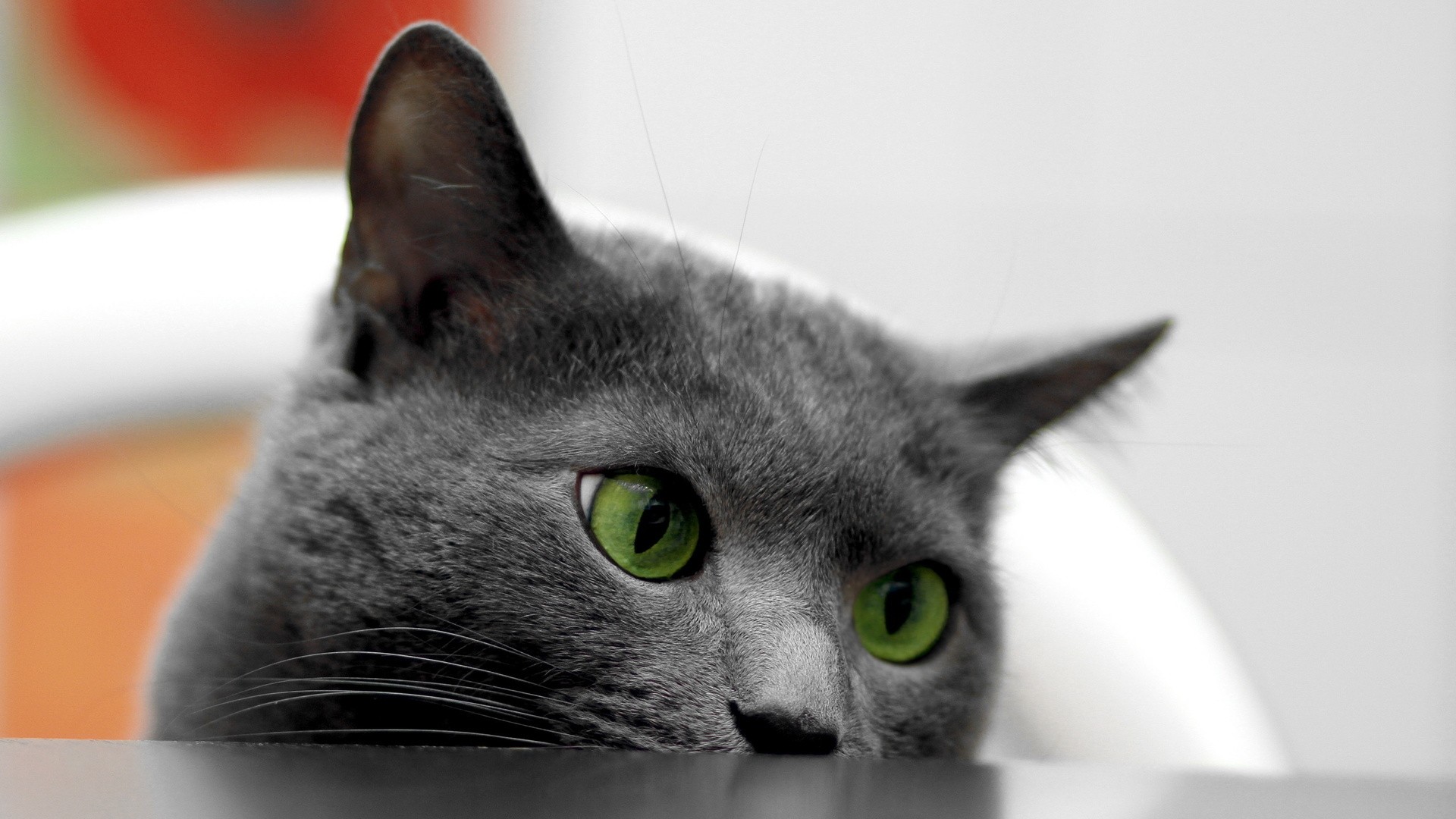 коты, черная, будут