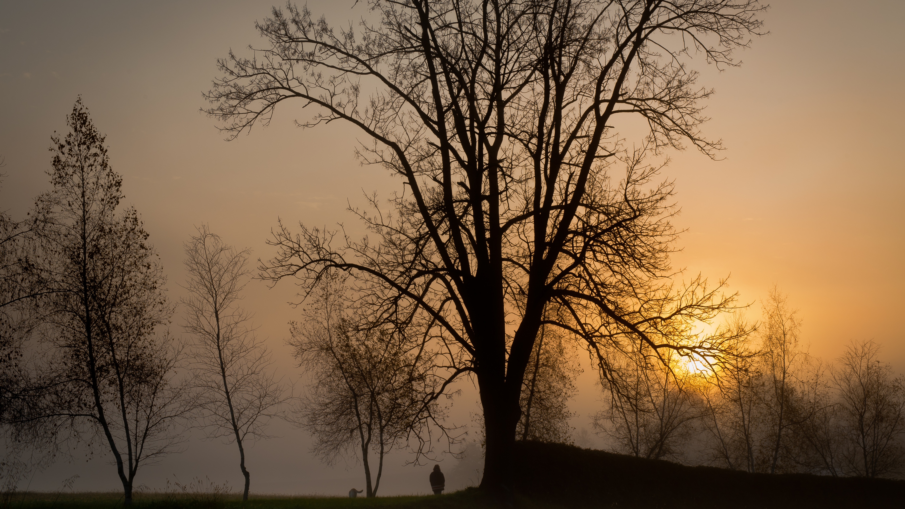мужчины, деревья