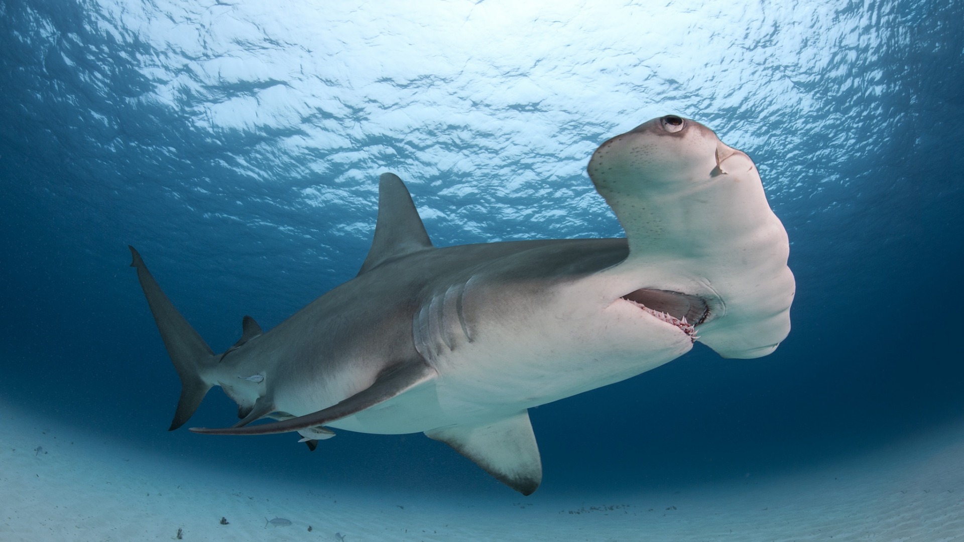 акула, hammerhead, тигр