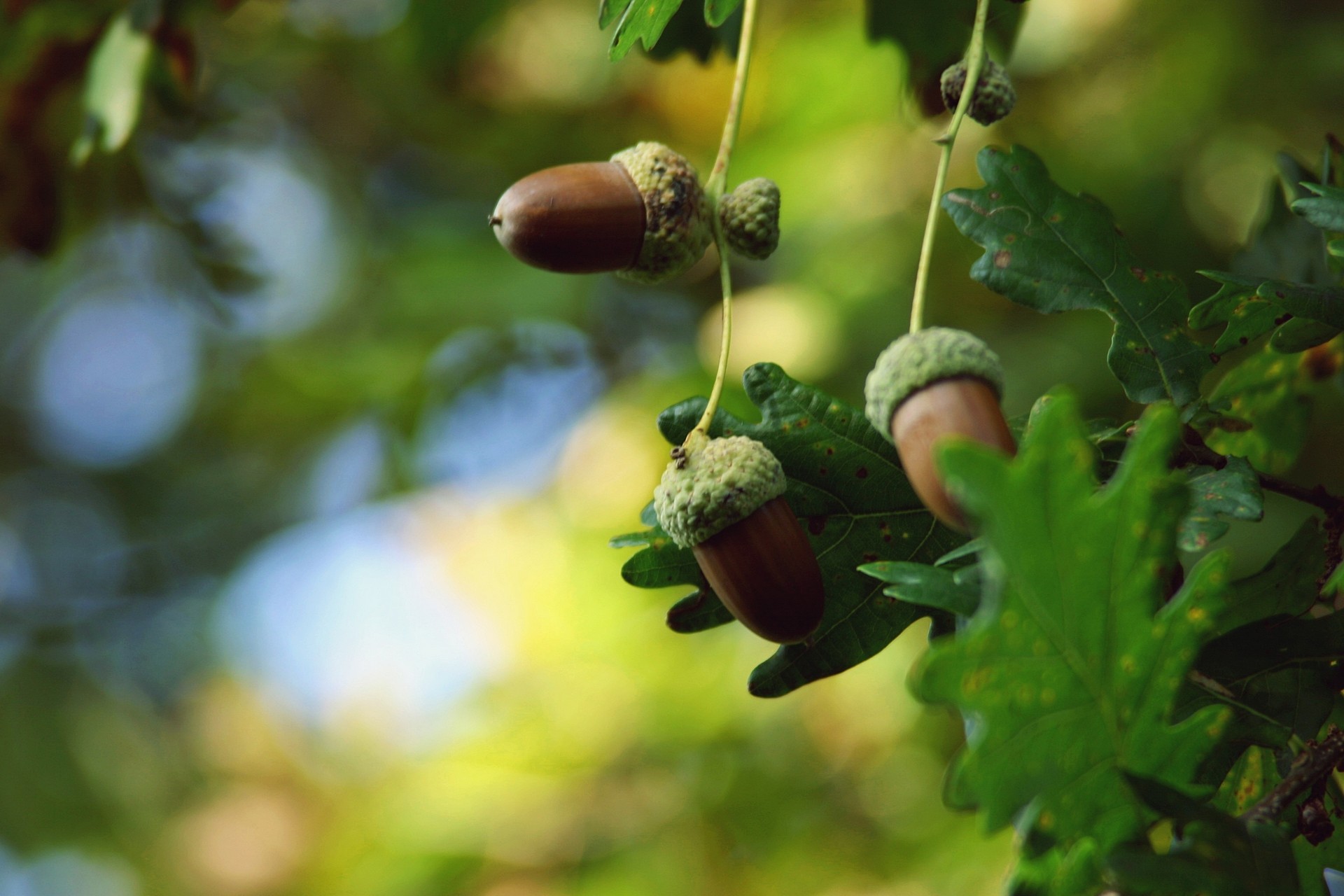 oir, дуб, acorn