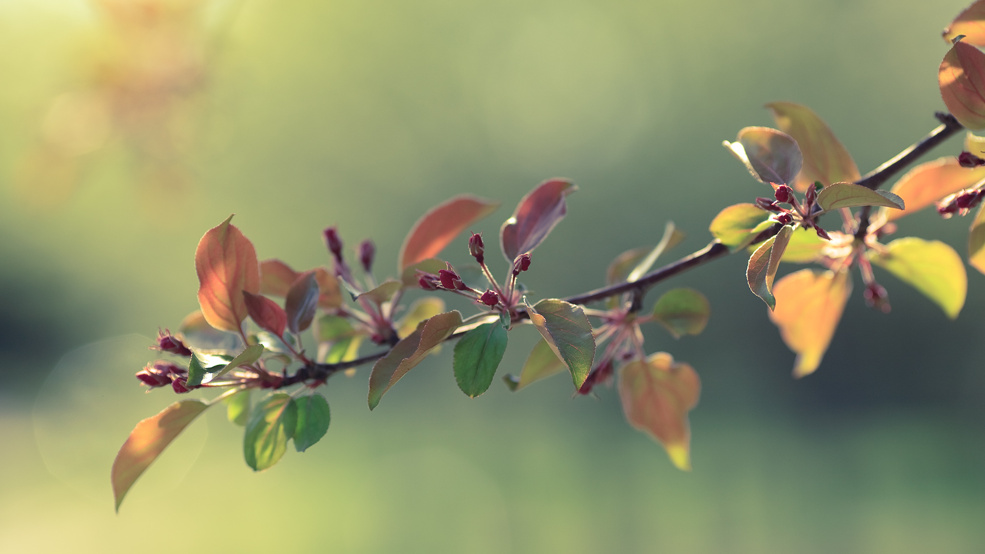 branch, яблони, apple