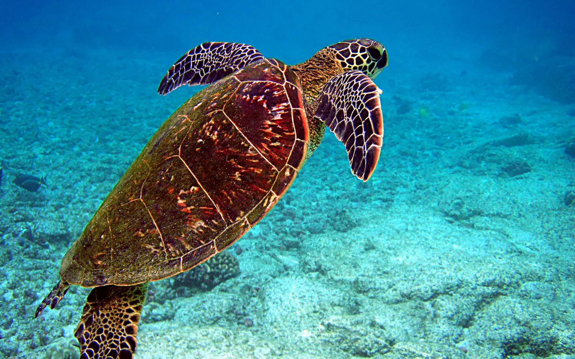 Ласты черепахи. Черепаха Каретта (логгерхед). Морская черепаха логгерхед. Морская черепаха бисса. Черепаха бисса панцирь.