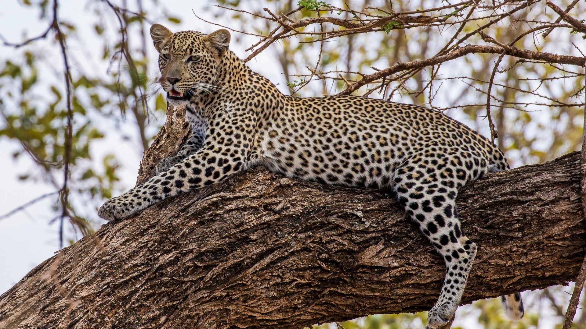 лелекард, африкан, лампа