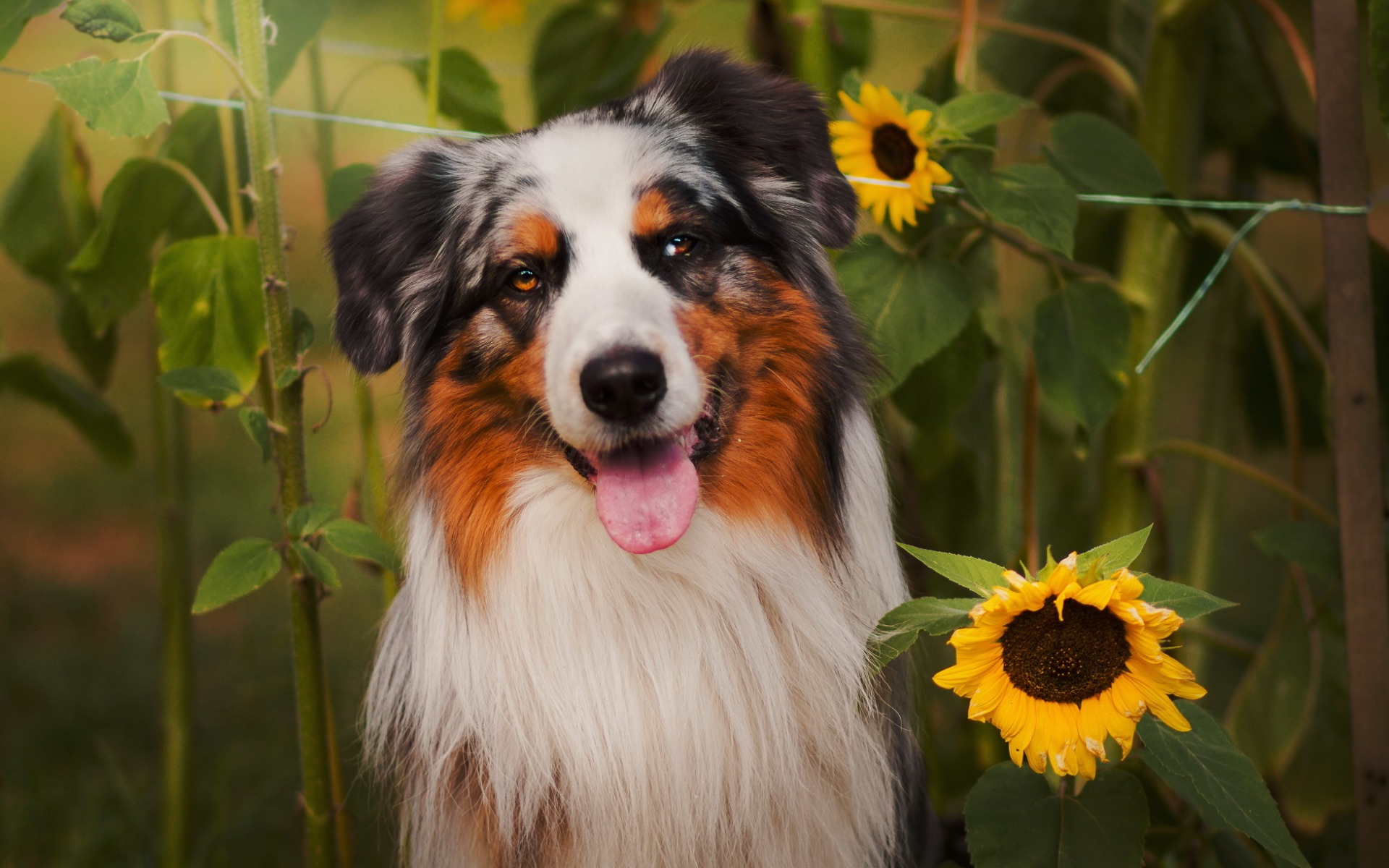 pantalla, perro, girasole