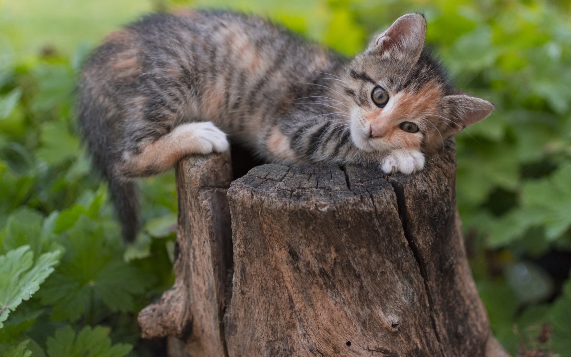 кот
