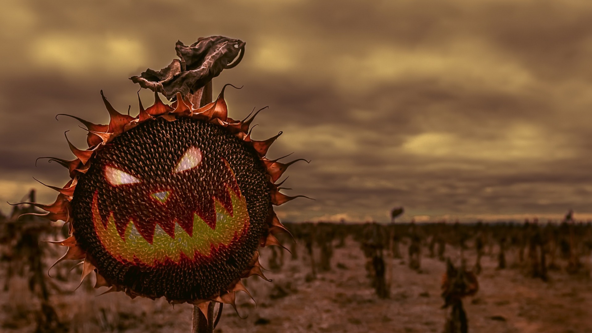 halloween, праздники, holidays