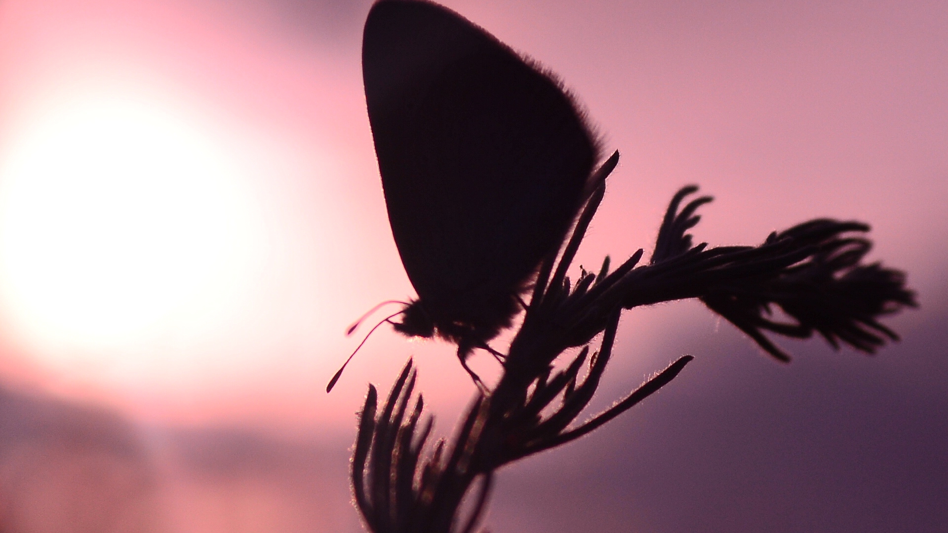 солнце, закат