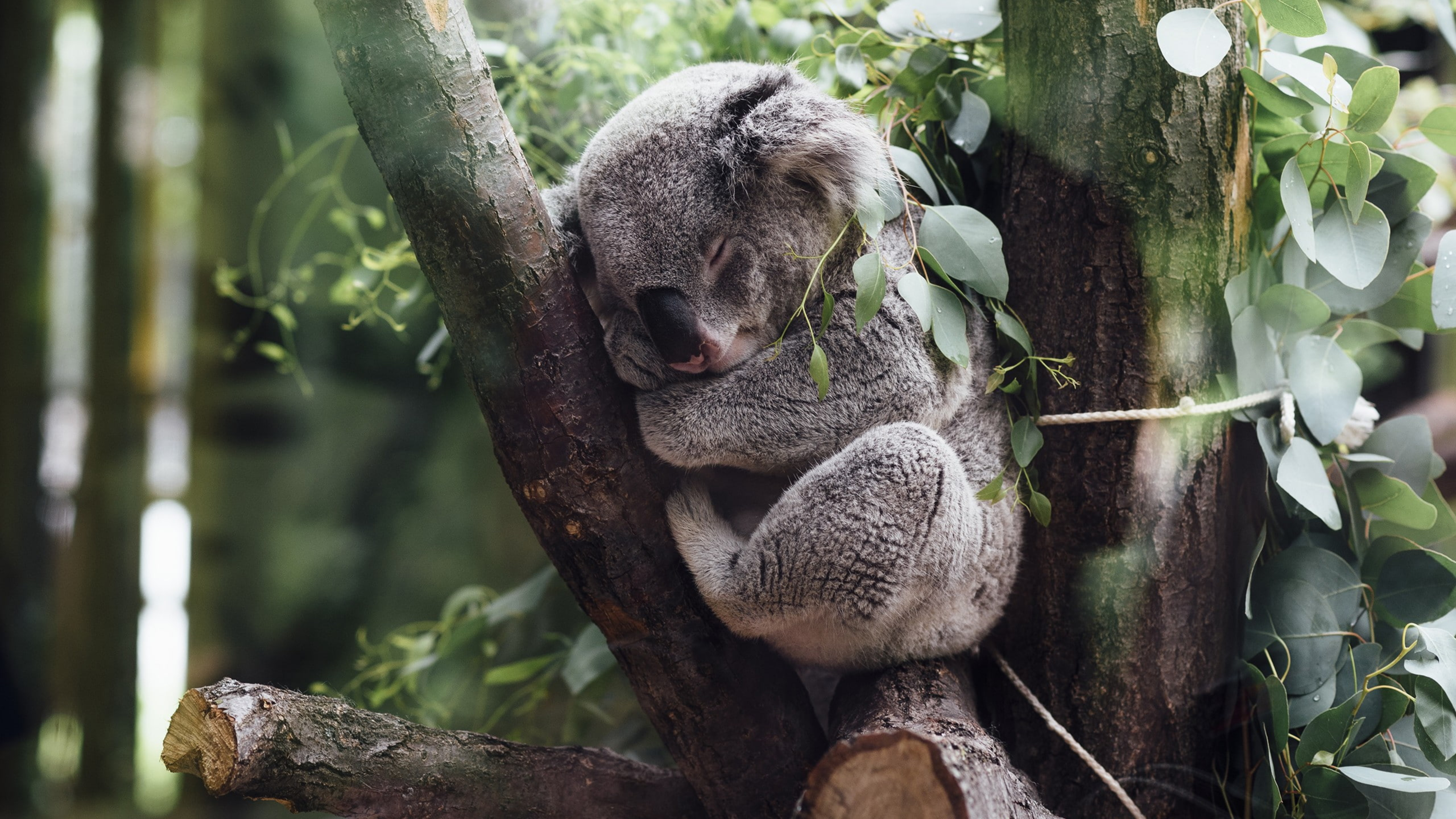 коала, австралия, огонь