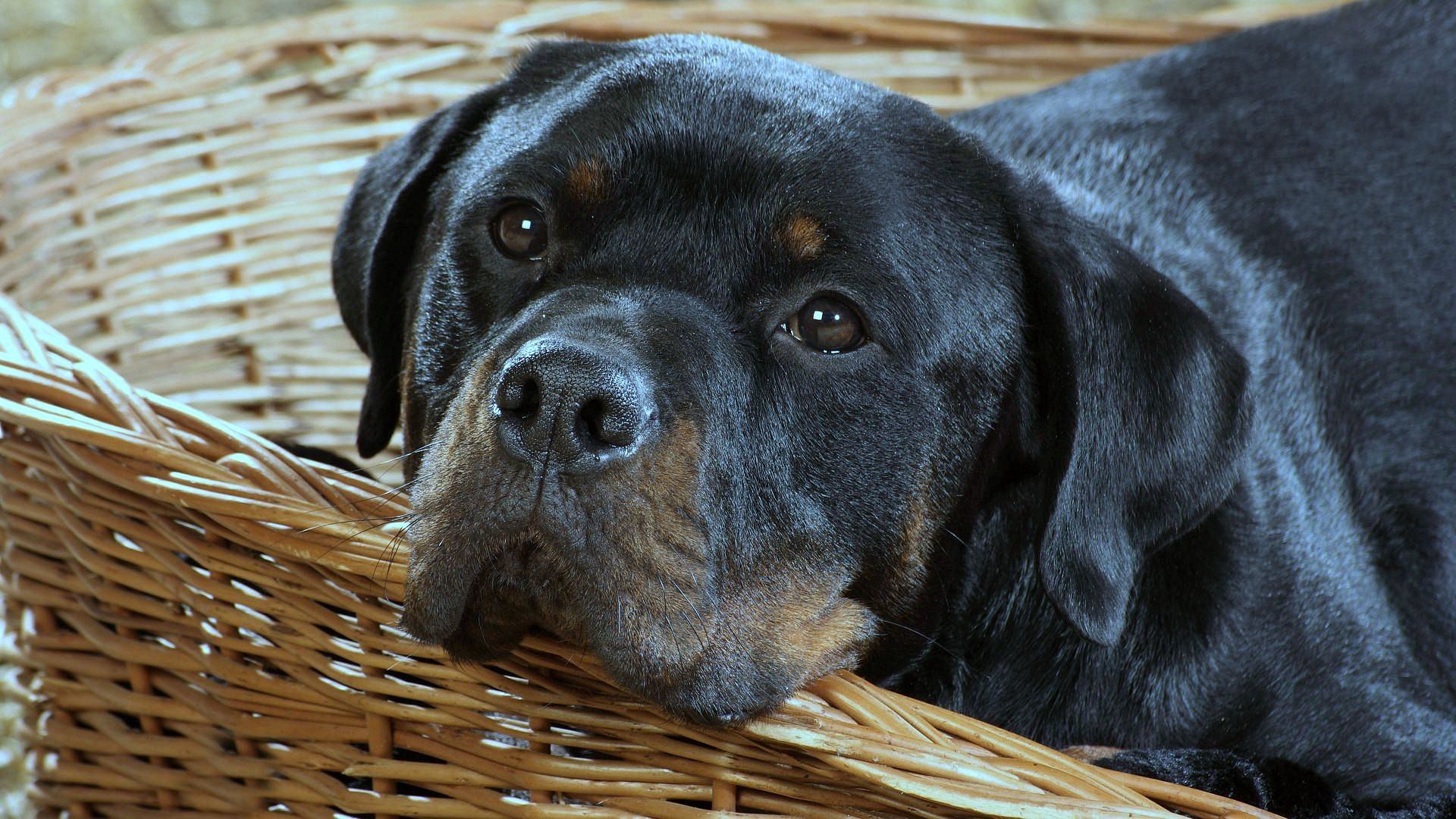 собака, thoroughbred, rottweiler