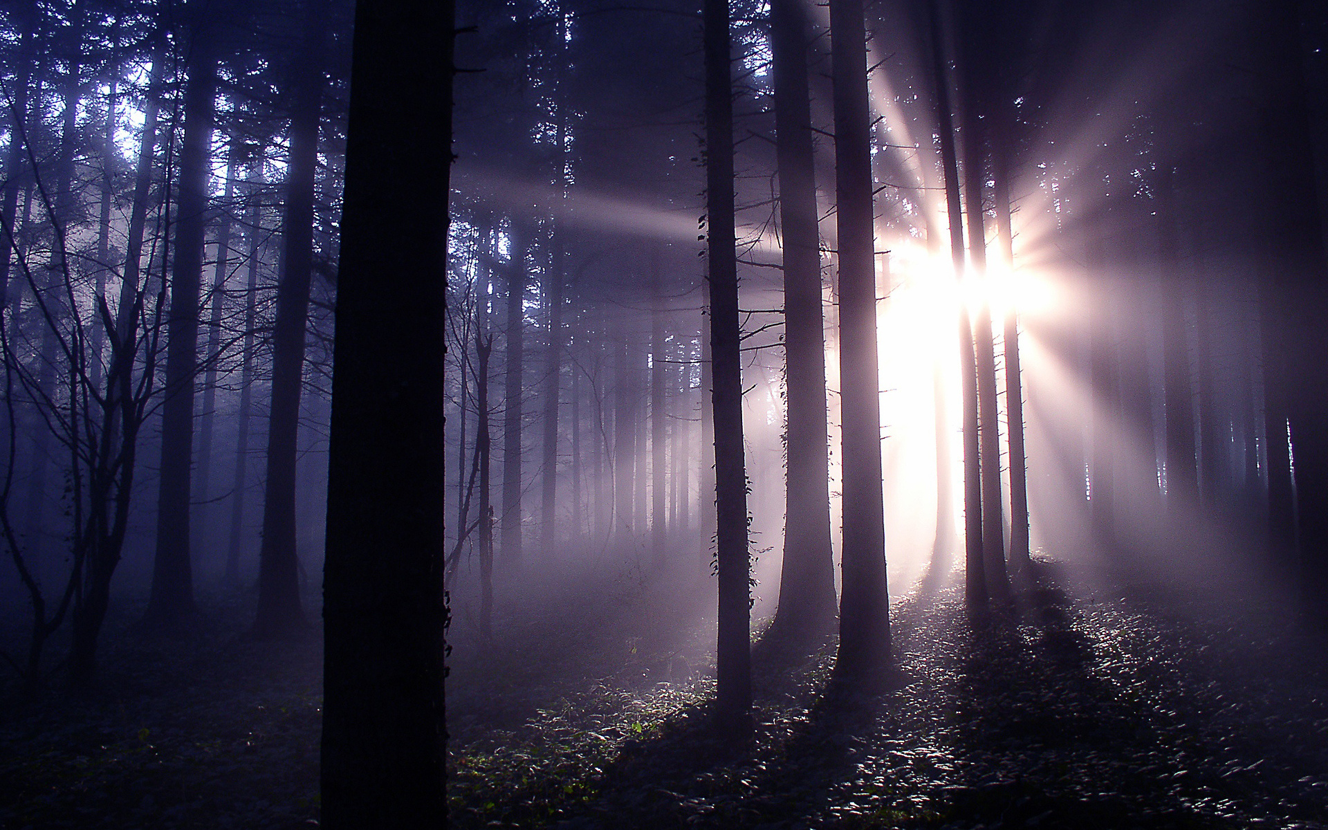 День ночь сумерки. Сумеречный лес Сумерки. Темный лес. Ночной лес. Мрачный лес.