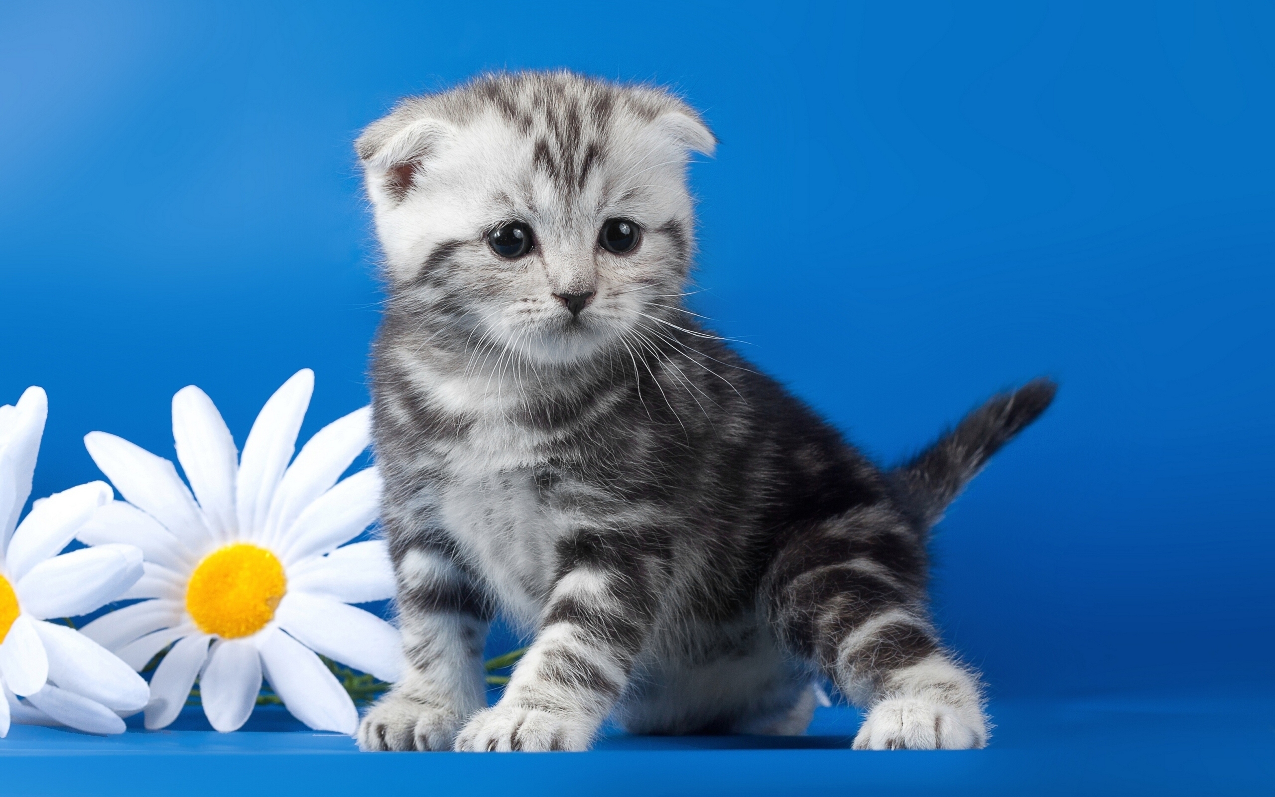 кошки, коты, ромашки