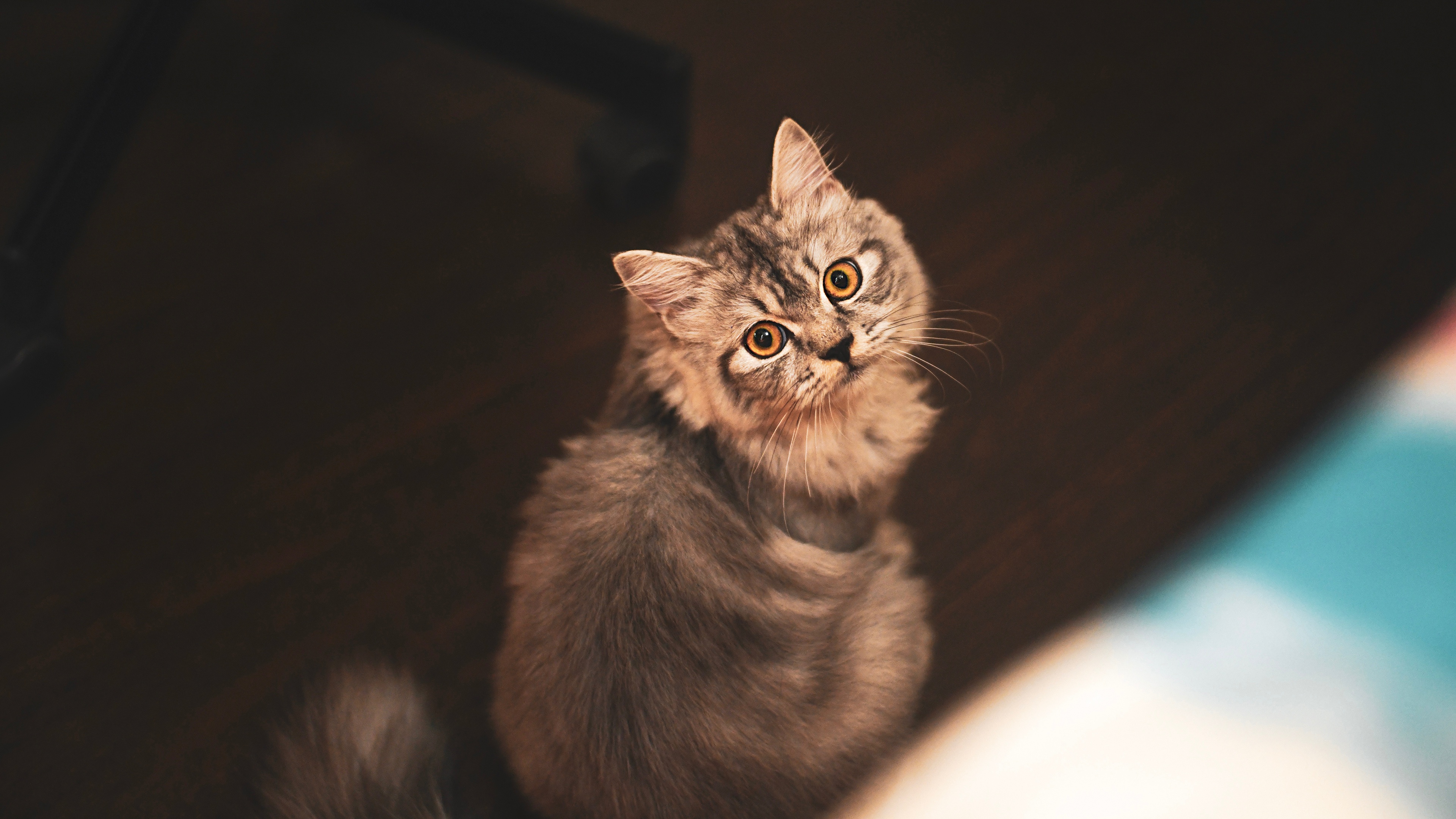 кот, глаз, смотреть