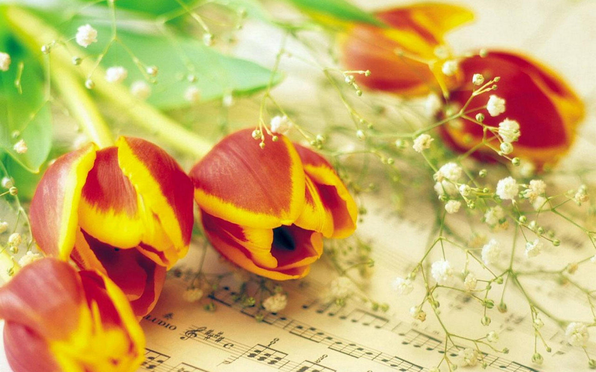 Песни для весеннего настроения. Тюльпаны и Ноты. Весенние цветы и Ноты. Цветочные нотки.