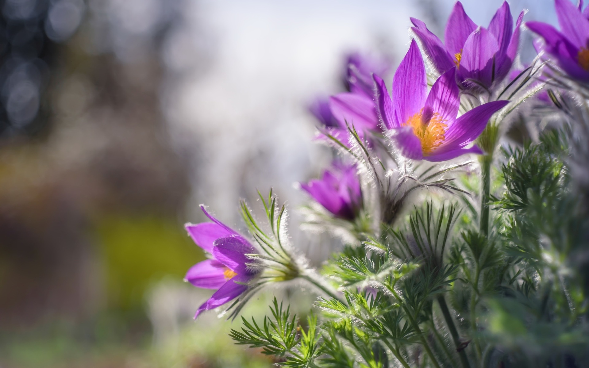 цветы, трава, спать