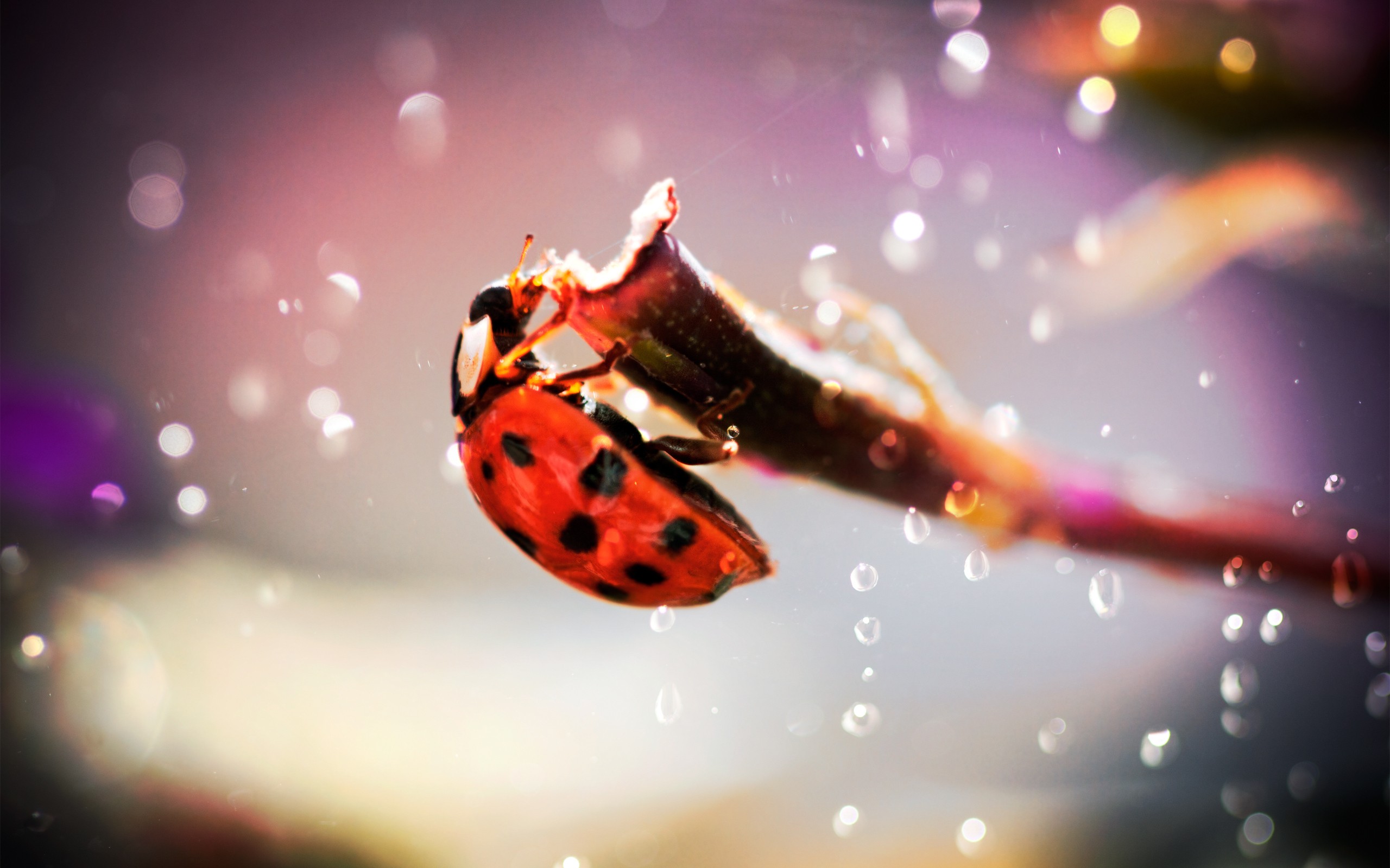 природа цветы насекомое животные божья коровка nature flowers insect animals God ladybug бесплатно