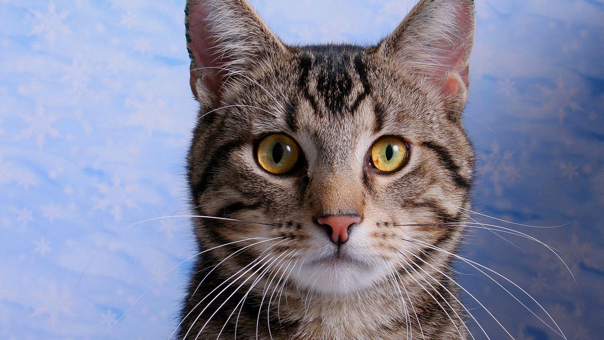 кот, тюлень, котенок