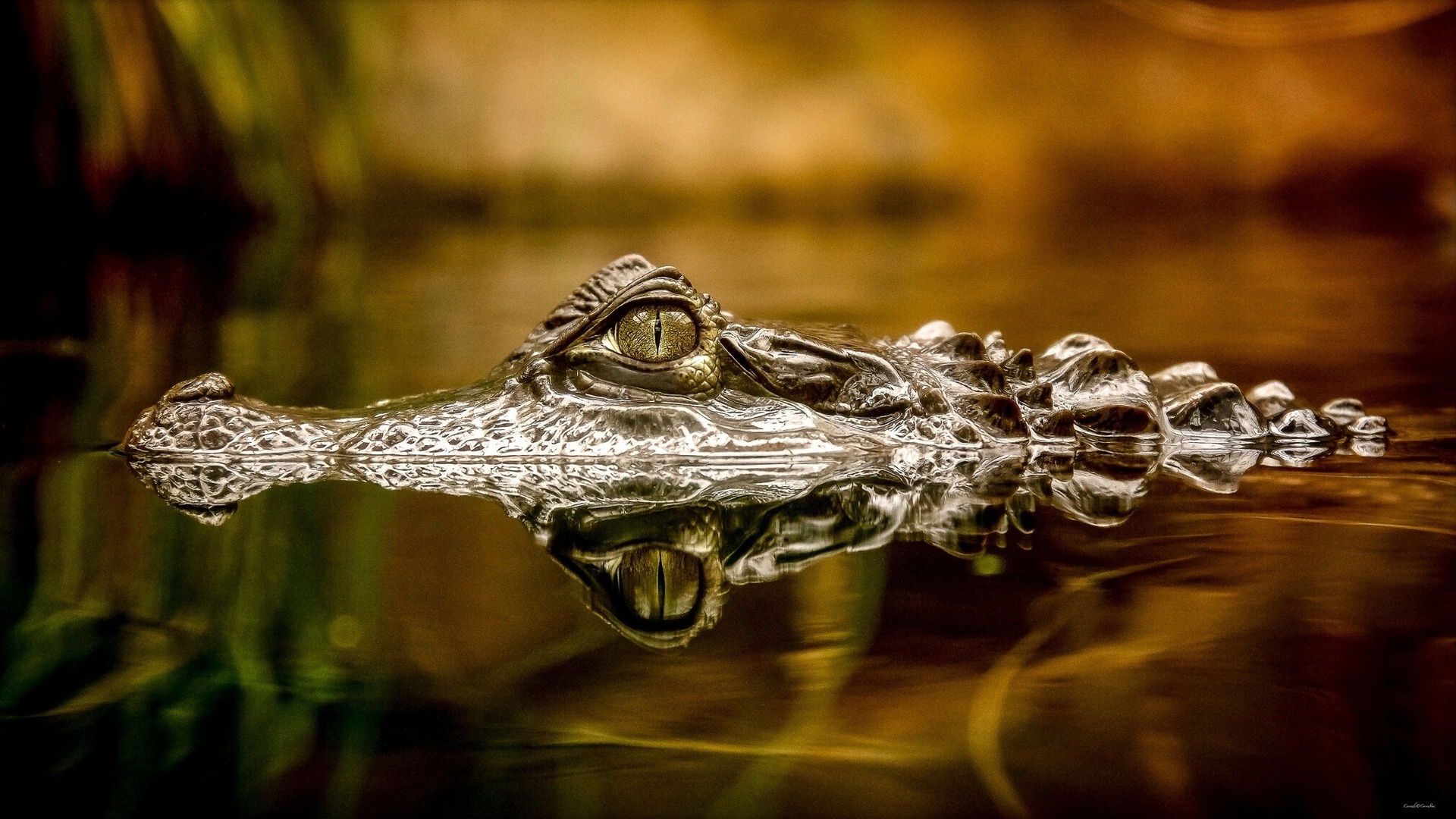 крокодил в воде скачать