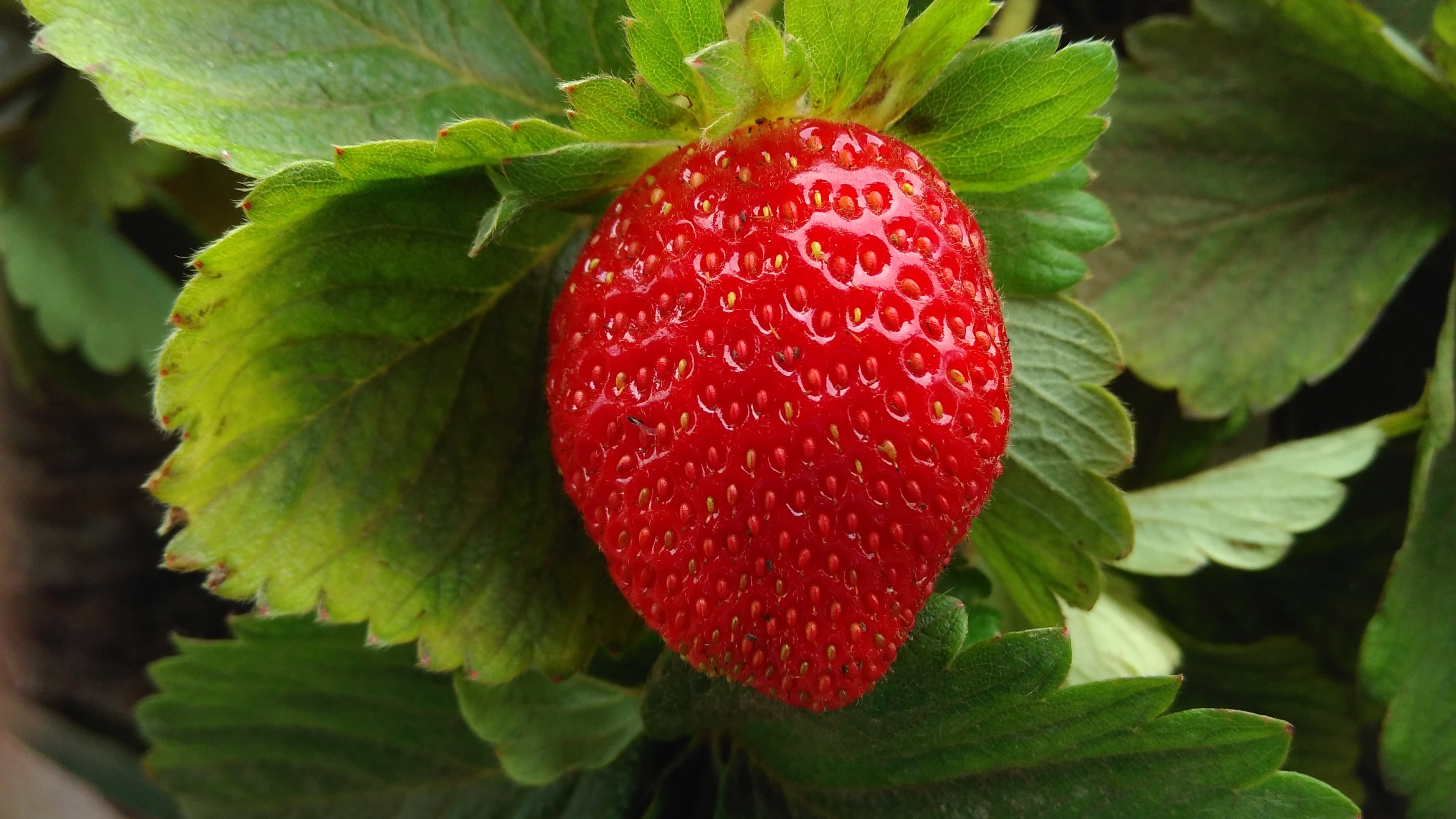 ягода, плод