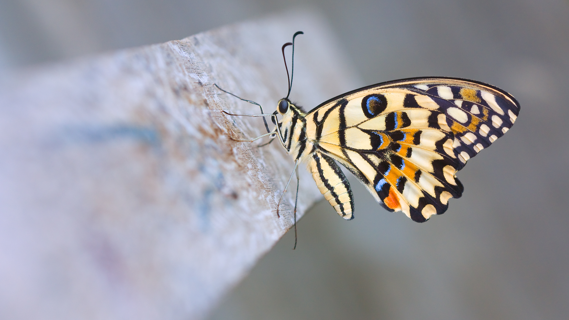 lime, butterfly Фон № 26179 разрешение 1920x1080