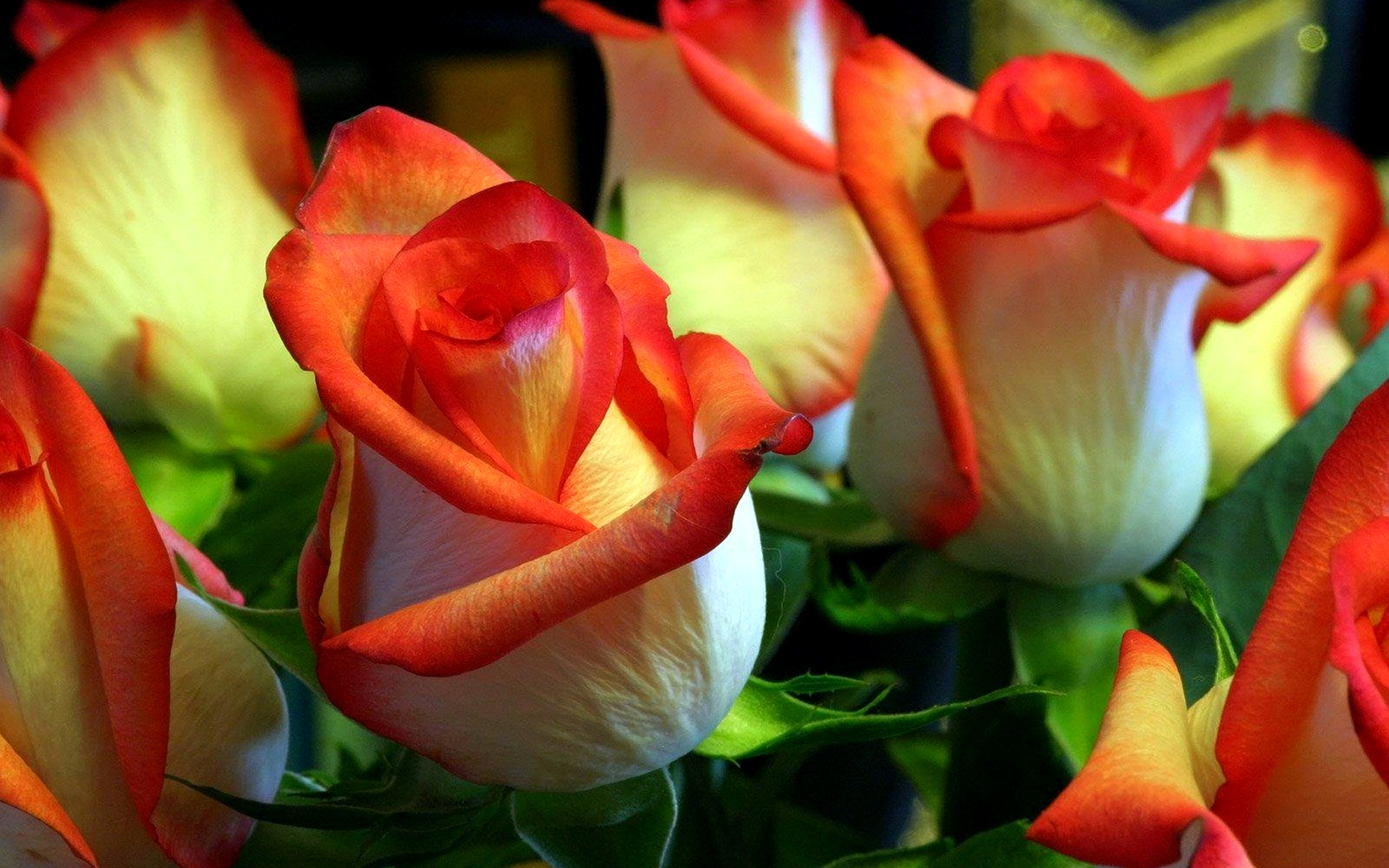 Розы красивое видео. Шикарные цветы. Открытки с розами красивые. Живые цветы.