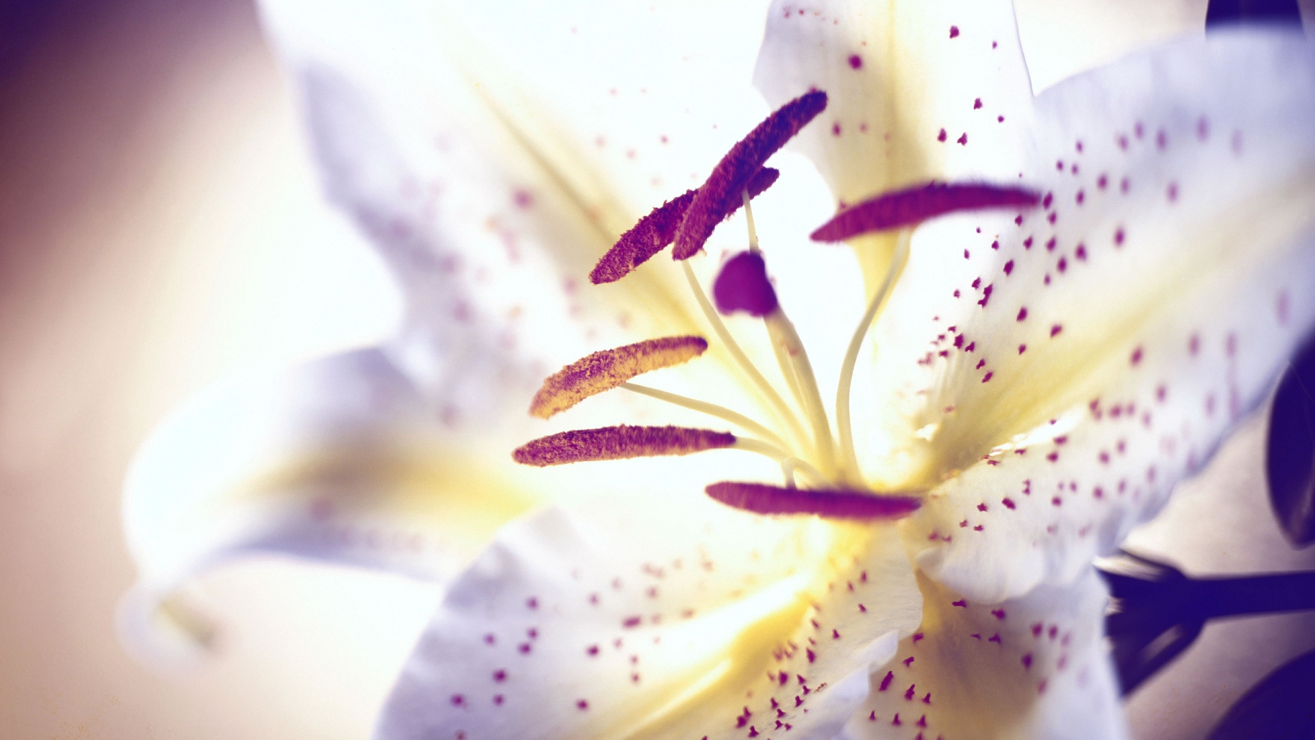 lily, kartinkin