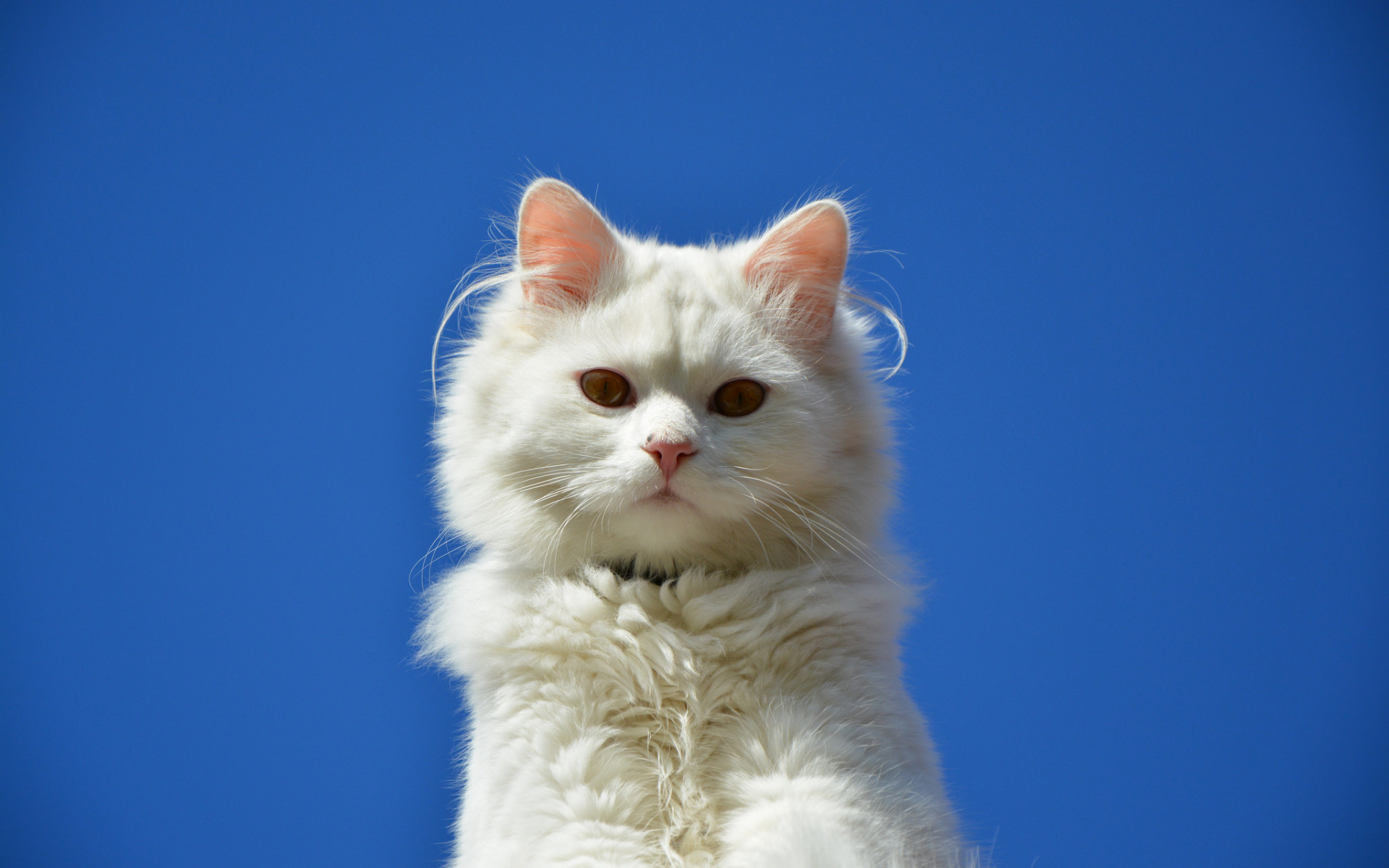 кот, мурлыканье, котенок