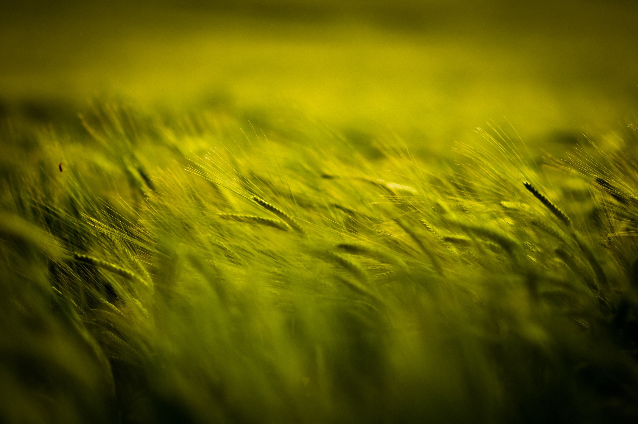 пшеница зеленая скачать