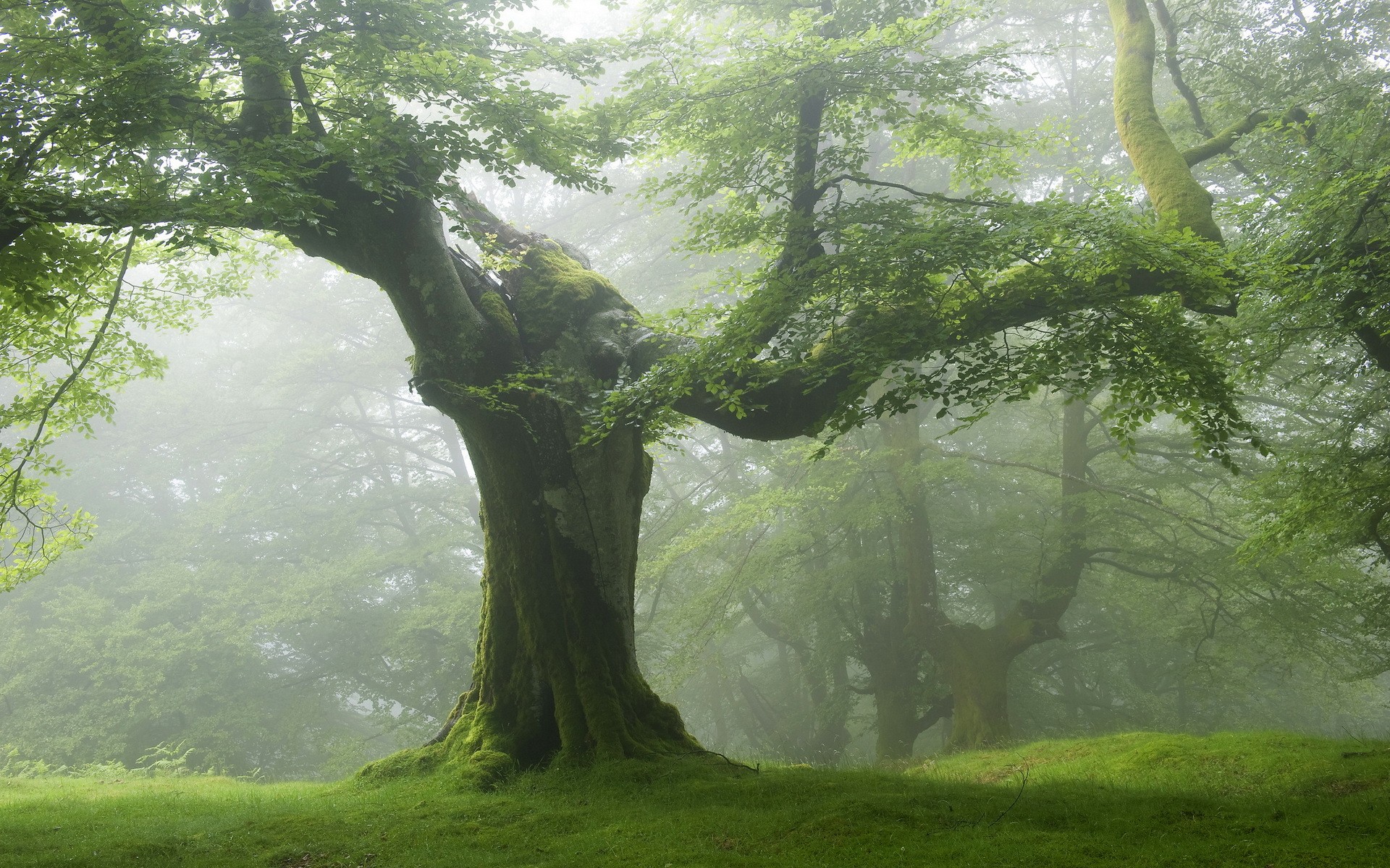 природа деревья nature trees загрузить