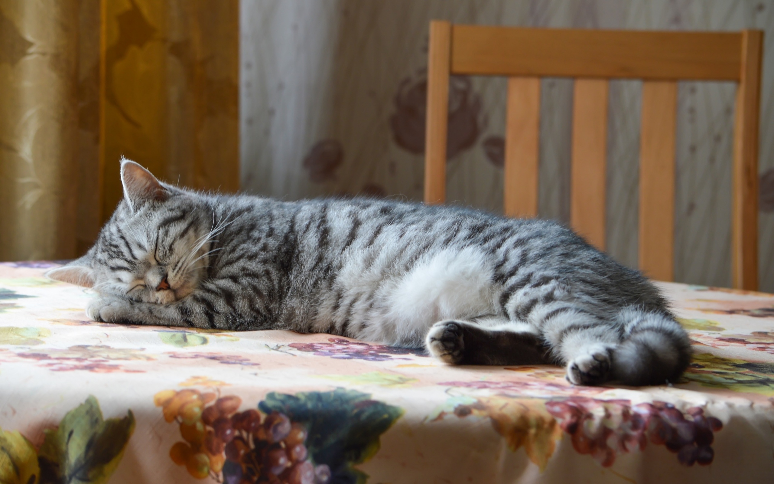кошки, милые