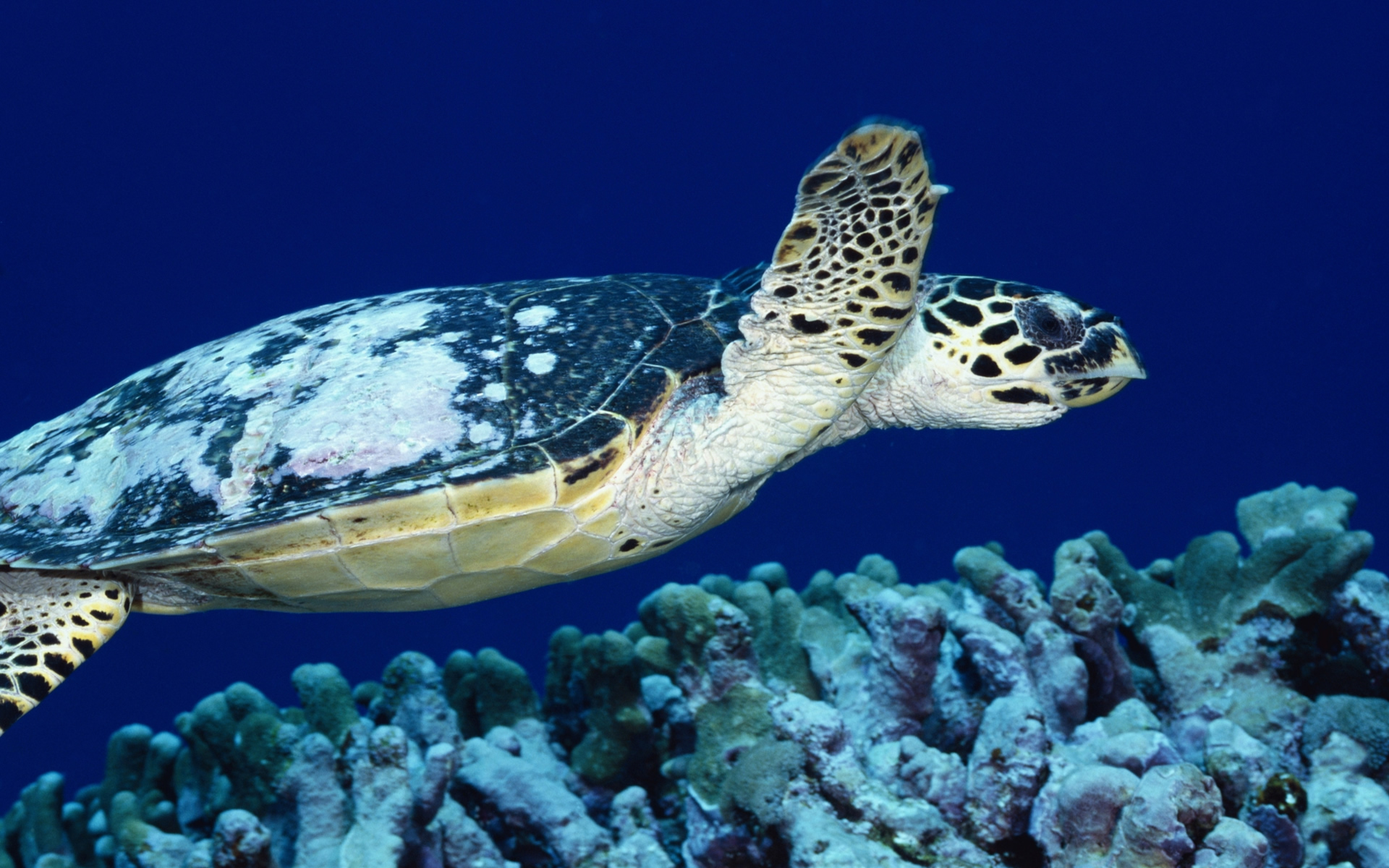 tortuga, марионетка, imágenes