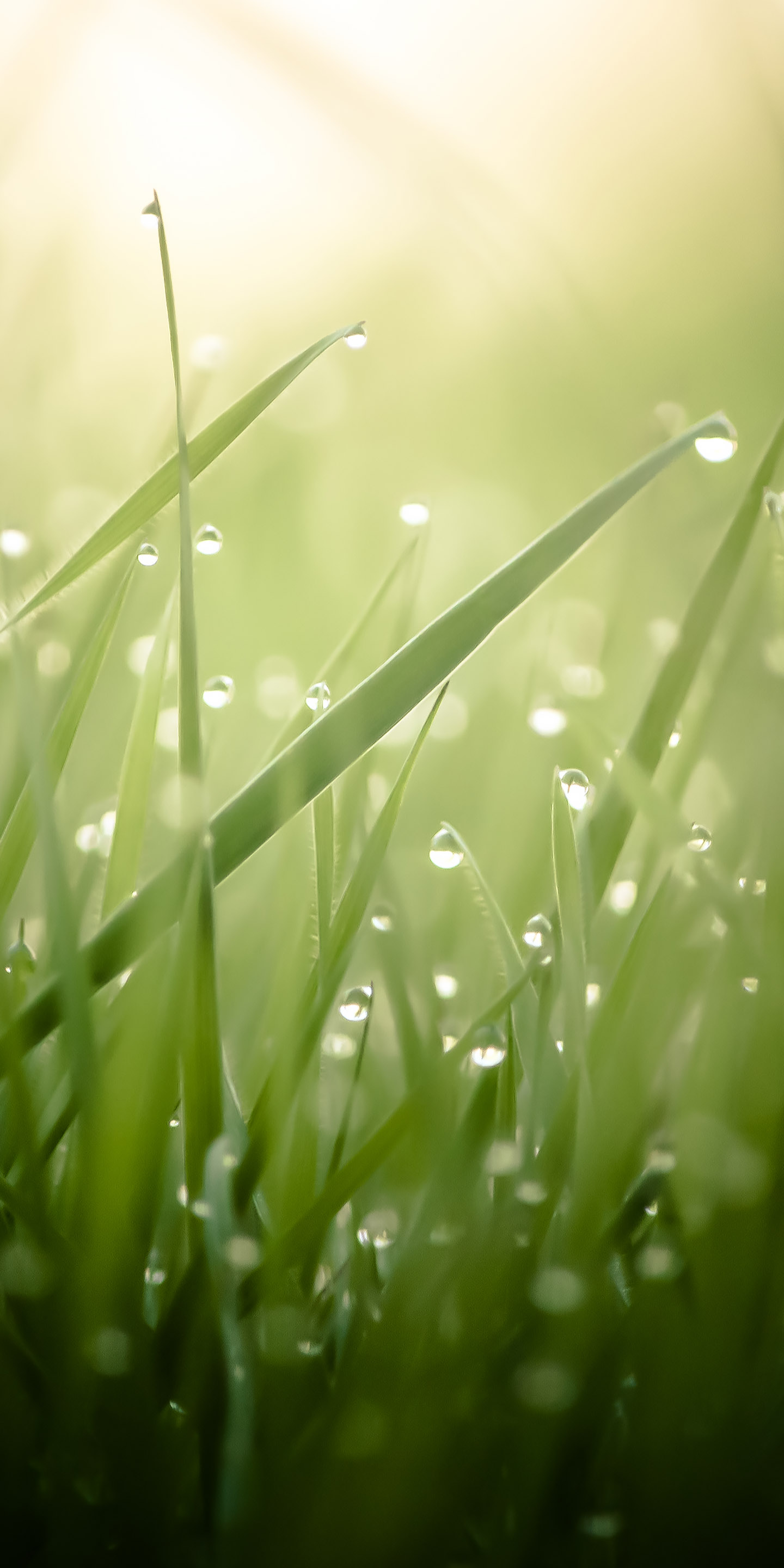 water, drop, трава