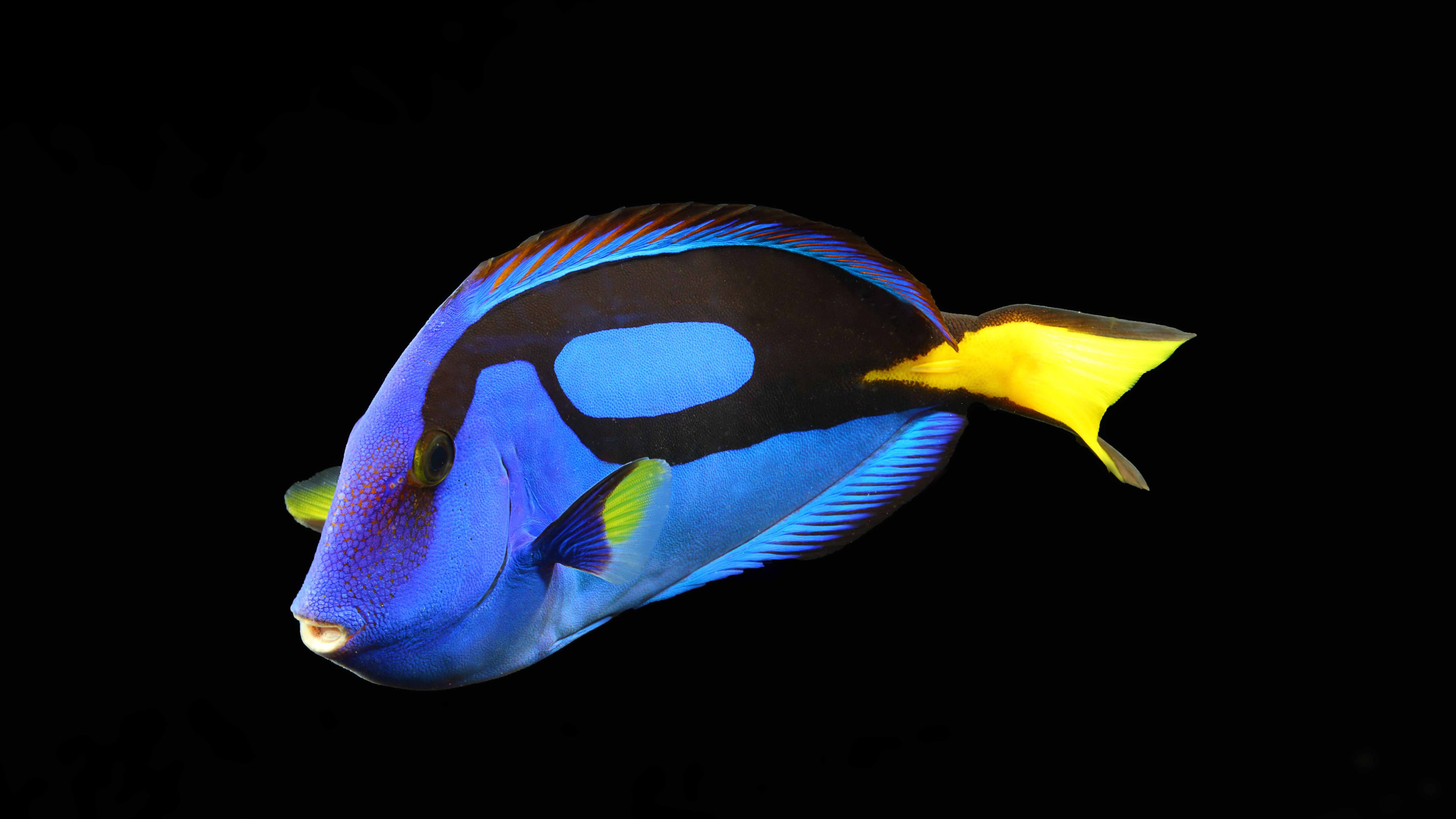 fish, black, surgeonfish