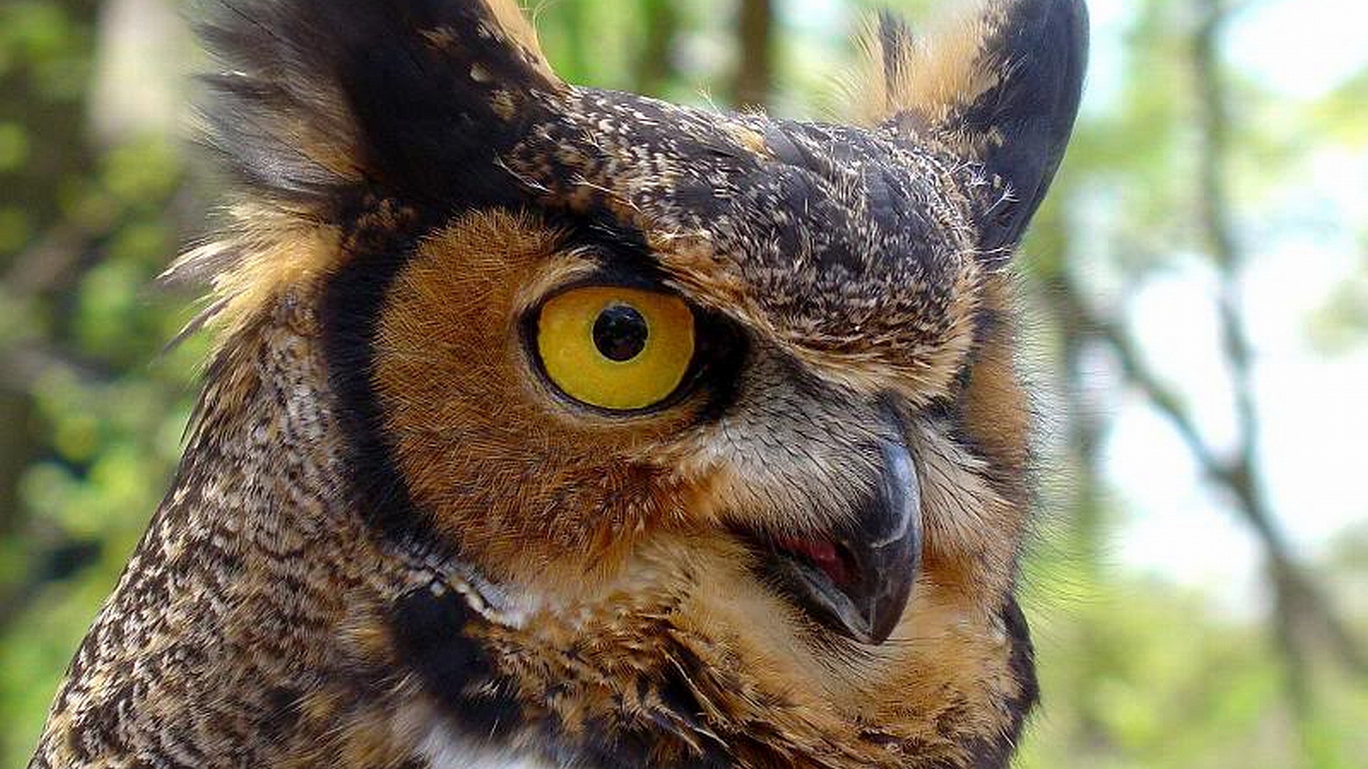 великий, добрый, дорогой