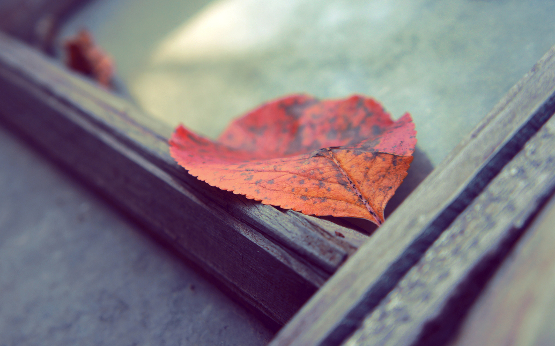 leaves, macro, year