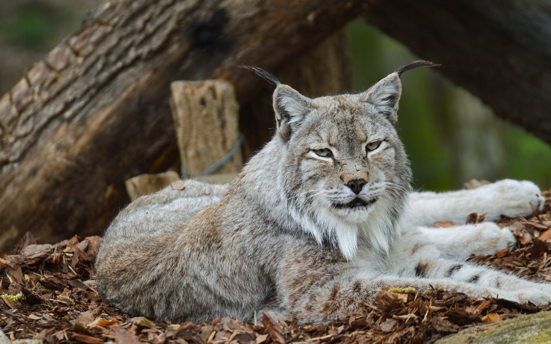 морда, хищник, кот