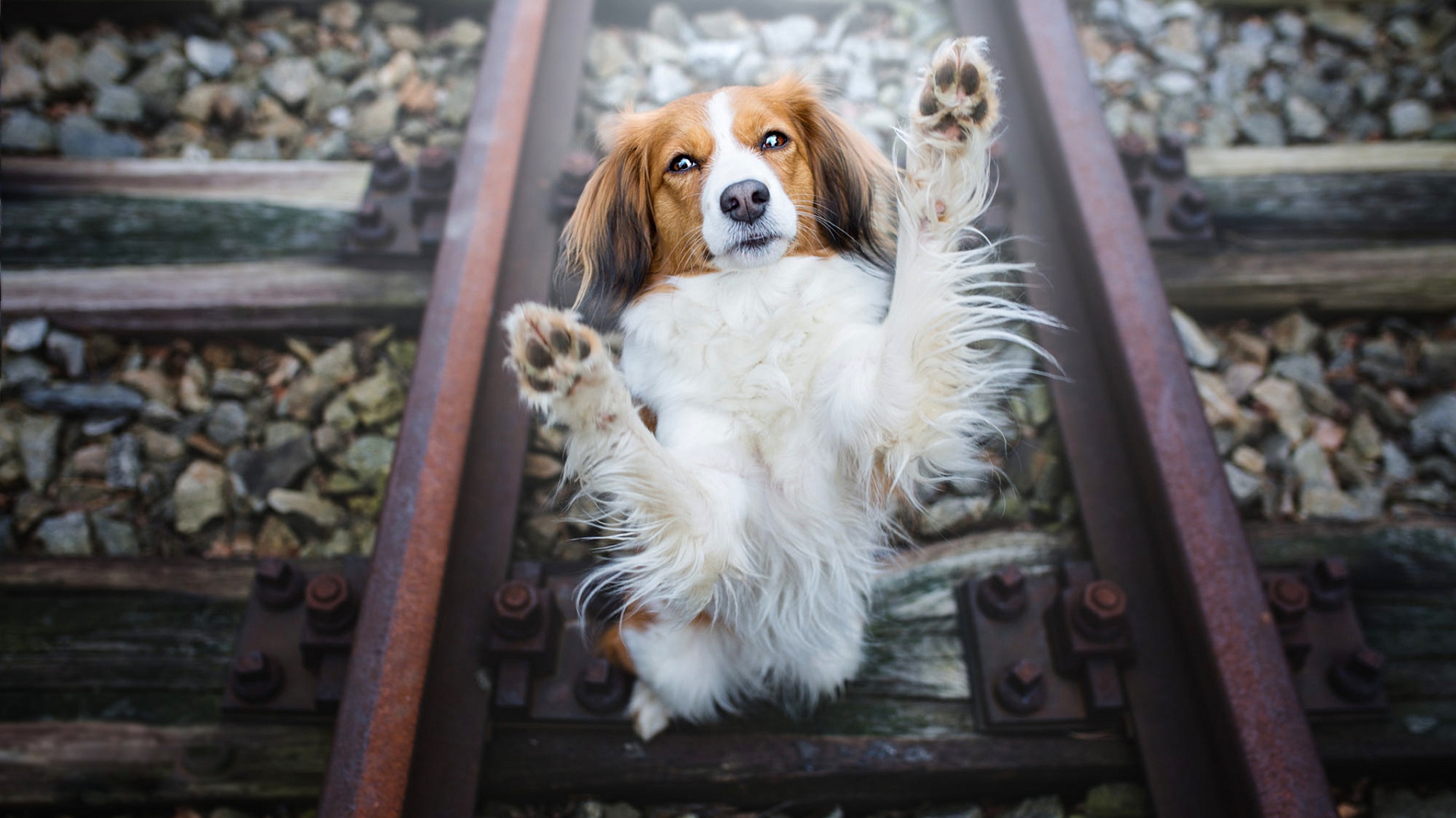 собака, смотреть, поза