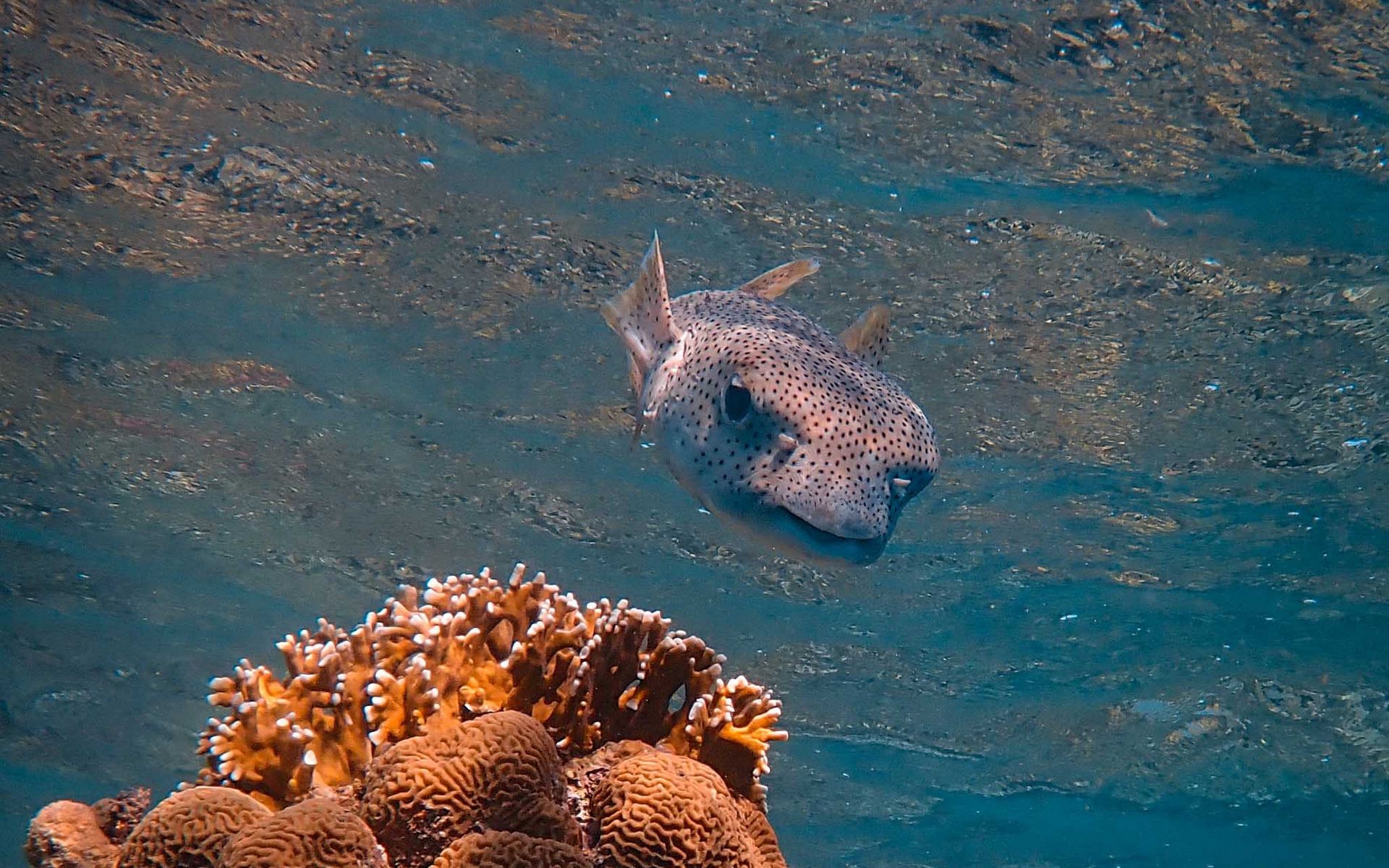 Those fish. Рыба еж. Рыба ёж фото. Коралловые рыба еж. Морские обитатели открытой воды рыба ёж.